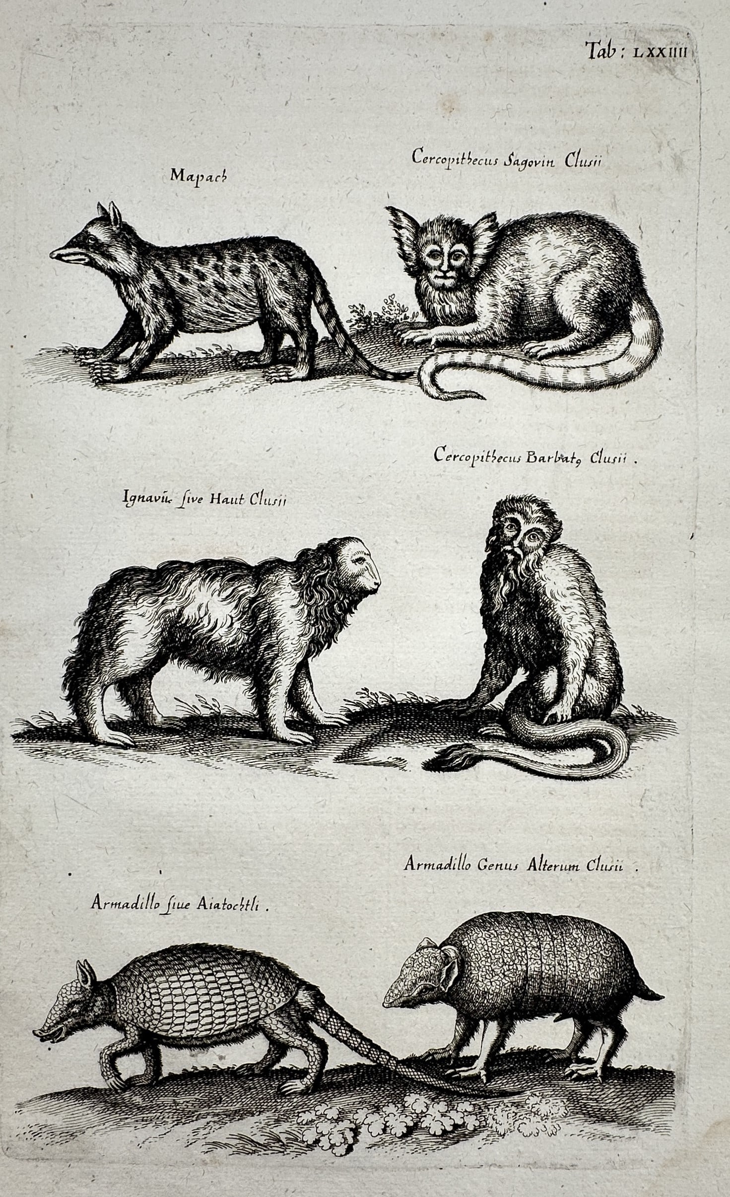 Johannes Jonstonus (1603–1675) – Studies of Primates, Edentates, and an Opossum: "Mapach" presents a zoological study featuring six distinct mammals from the Americas and beyond, including an opossum, two species of primates, a sloth, and two variations of armadillos, depicted in 