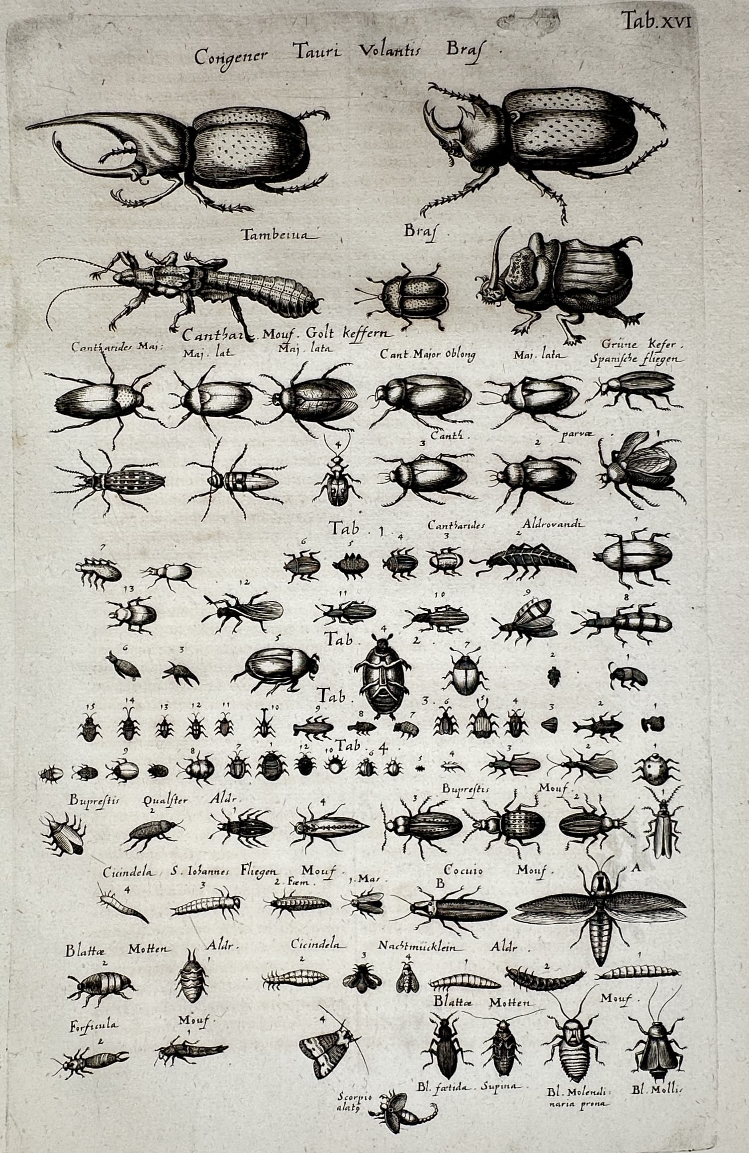 Johannes Jonstonus (1603–1675) – Studies of Beetles and Flying Insects – Copper engraving (1 of 2)