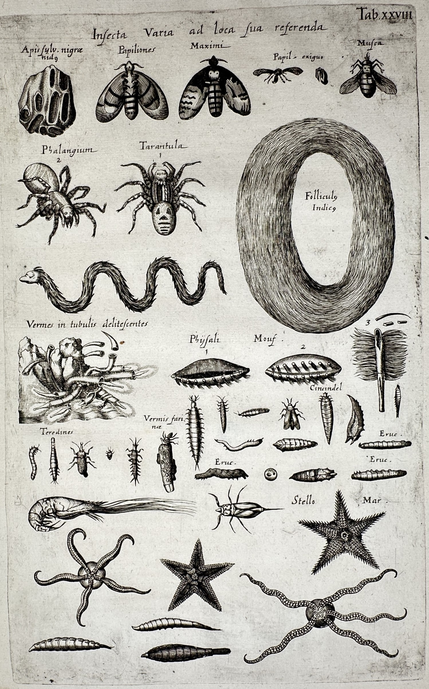 Johannes Jonstonus (1603–1675) – Studies of Spiders, Insects, and Marine Life – Copper: Insecta Varia ad loca sua referenda presents an eclectic zoological study featuring a diverse array of invertebrates, including spiders, moths, larvae, and a large coiled worm, alongside marine organi