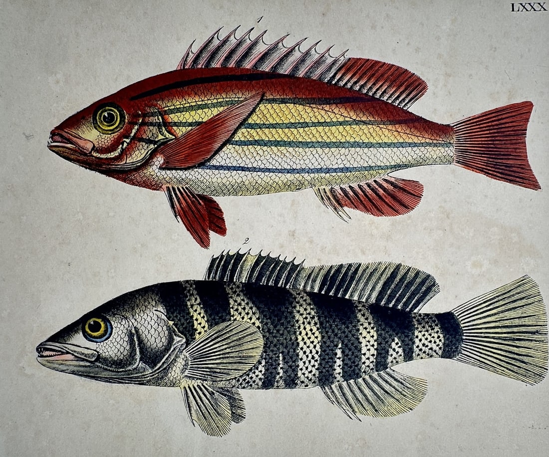 Friedrich Justin Bertuch – Study of Tropical Fish – Hand-coloured copper engraving (c.: "Bilderbuch fur Kinder" presents a zoological study of two tropical fish species featuring a red and yellow striped specimen and a dark banded specimen against a plain background. This hand-coloured c