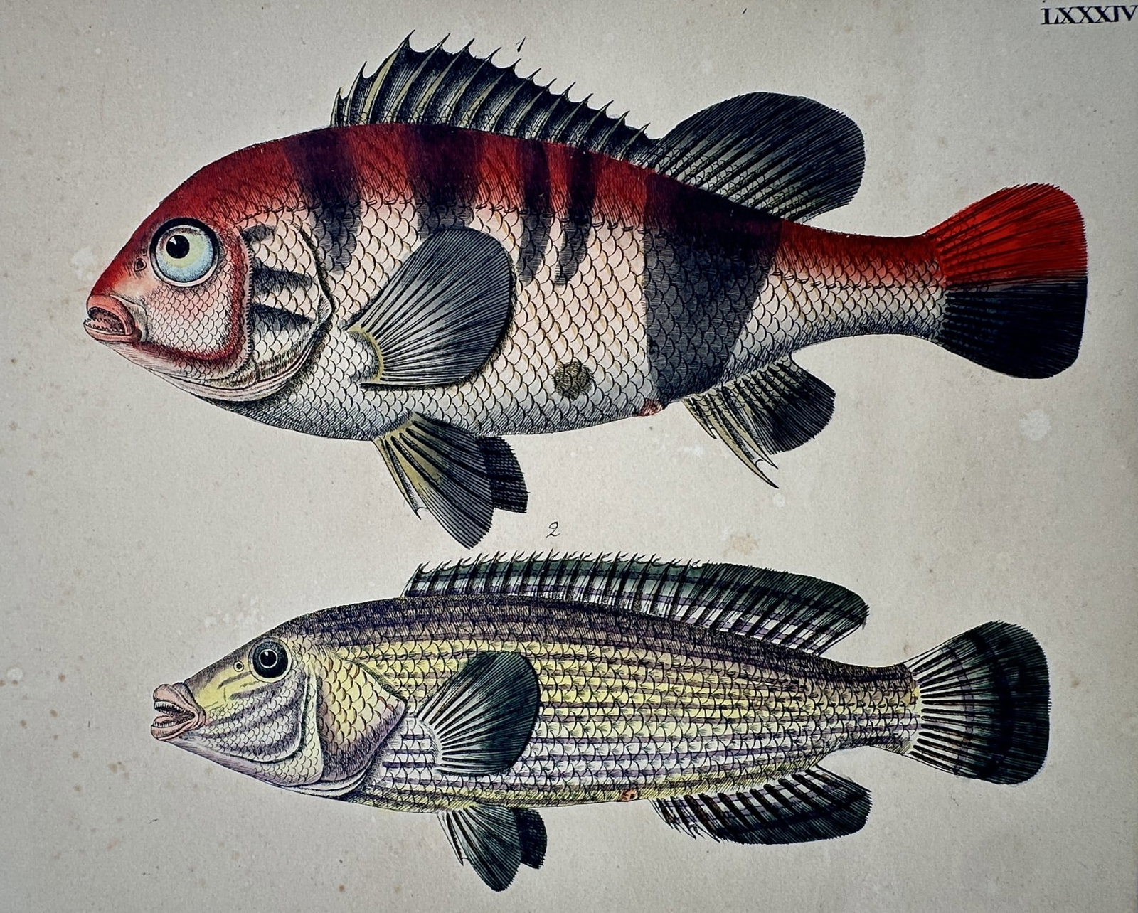 Friedrich Justin Bertuch – Study of Wrasses – Hand-coloured copper engraving (c. 1790–1830): "Bilderbuch fur Kinder" presents a zoological study of two fish species featuring a vibrant red and white specimen with dark vertical bands and a second specimen with fine horizontal green and yellow 