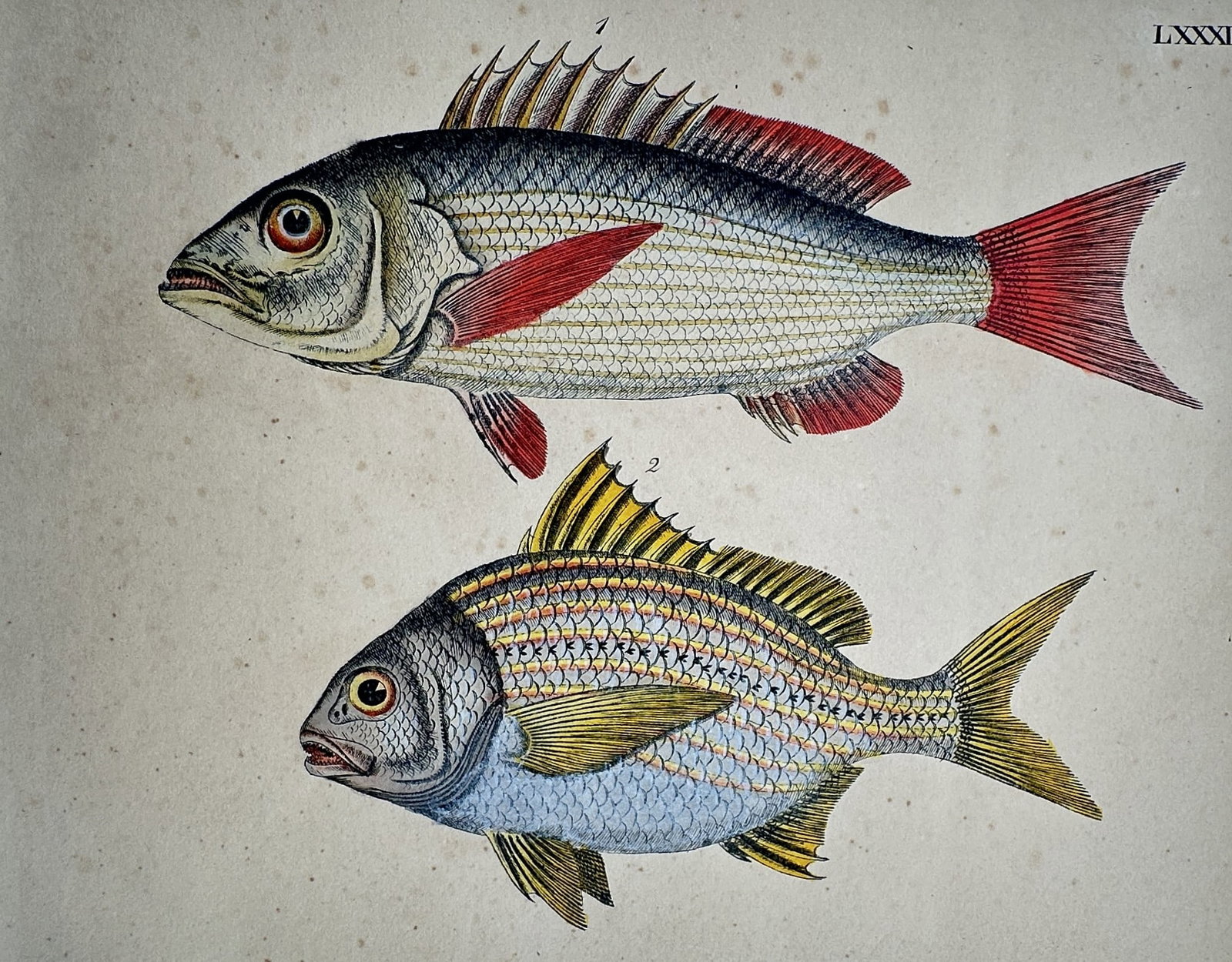 Friedrich Justin Bertuch – Study of Snappers and Porgies – Hand-coloured copper engraving: "Bilderbuch fur Kinder" presents a zoological study of two marine fish species featuring an upper specimen with red fins and a lower specimen characterized by yellow fins and horizontal stripes. This 