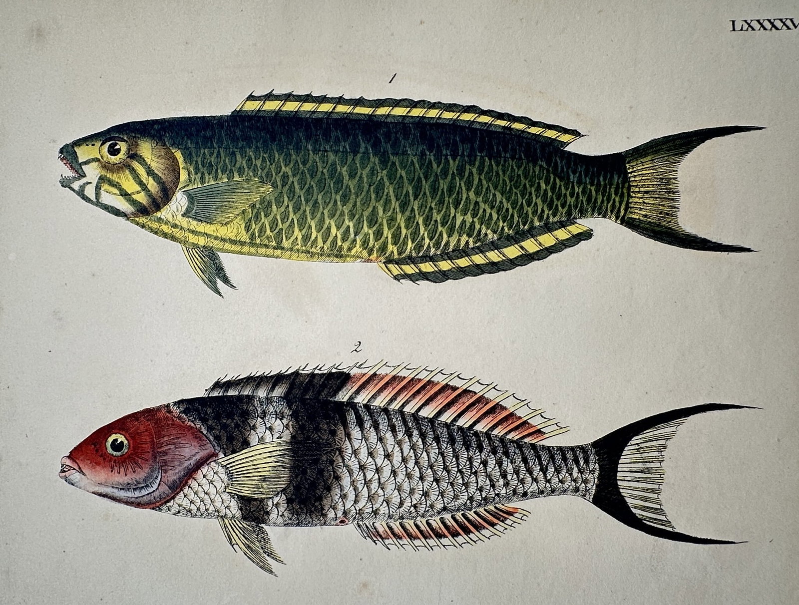 Friedrich Justin Bertuch – Study of Wrasses – Hand-coloured copper engraving (c. 1790–1830) (1 of 2)