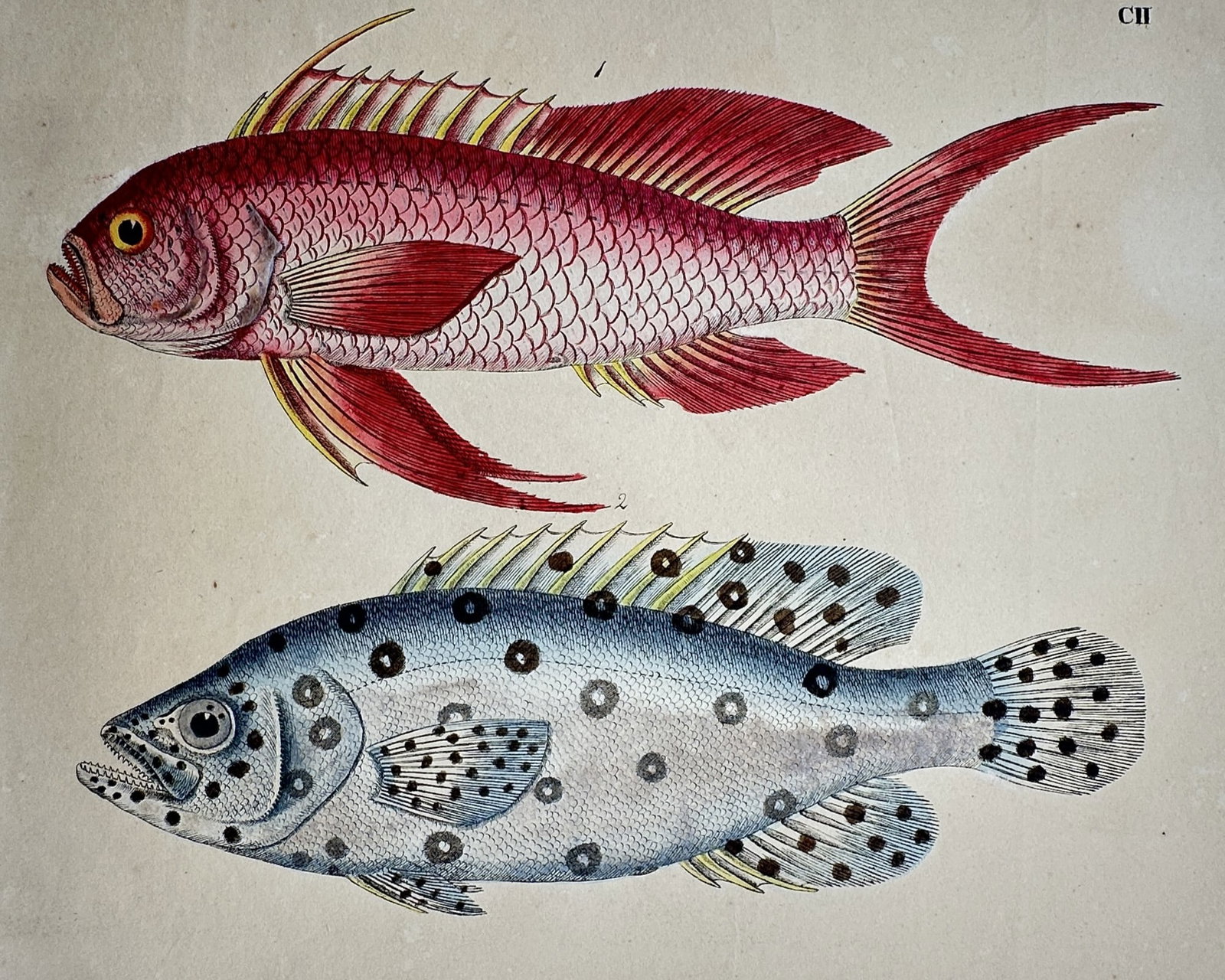 Friedrich Justin Bertuch – Study of Anthias and Groupers – Hand-coloured copper engraving: "Bilderbuch fur Kinder" presents a zoological study of two marine fish species featuring a vibrant red upper specimen with elongated dorsal and pelvic fin rays and a lower light-blue specimen characte