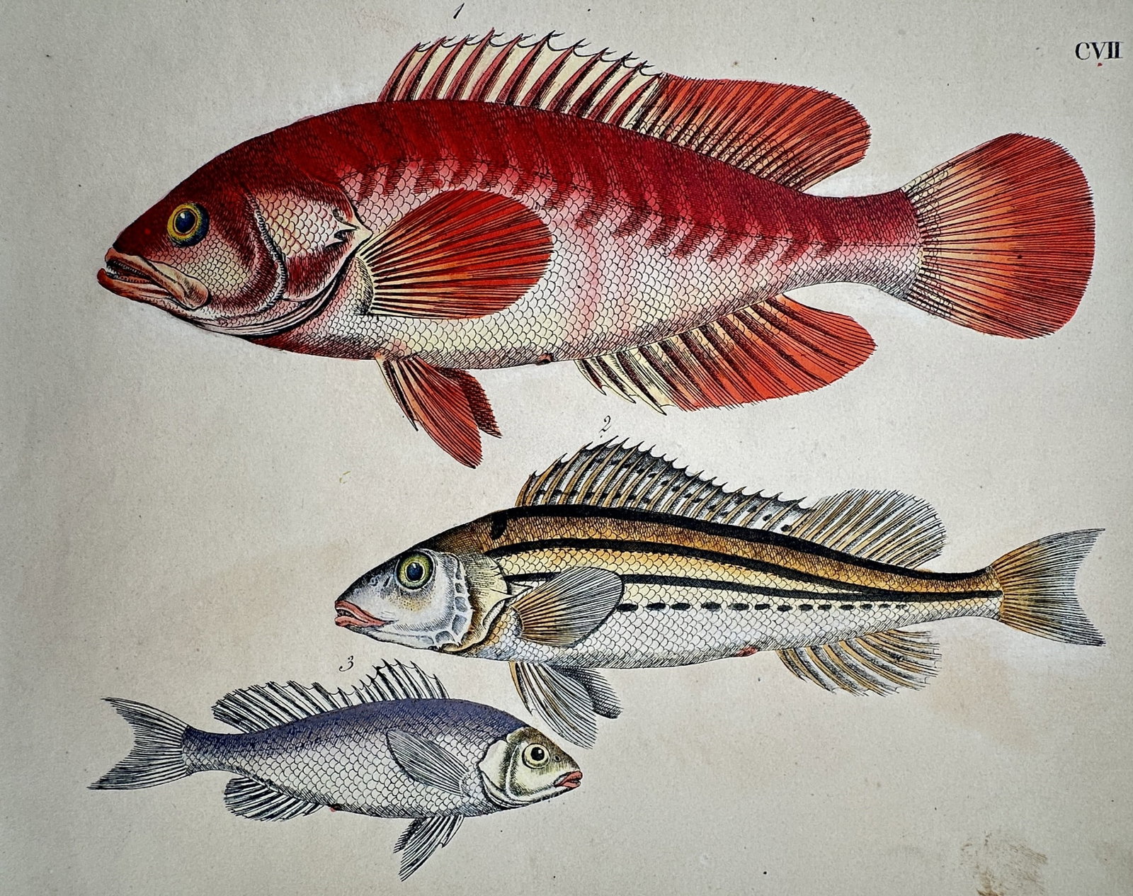 Friedrich Justin Bertuch – Study of Wrasses and Perch – Hand-coloured copper engraving (1 of 2)