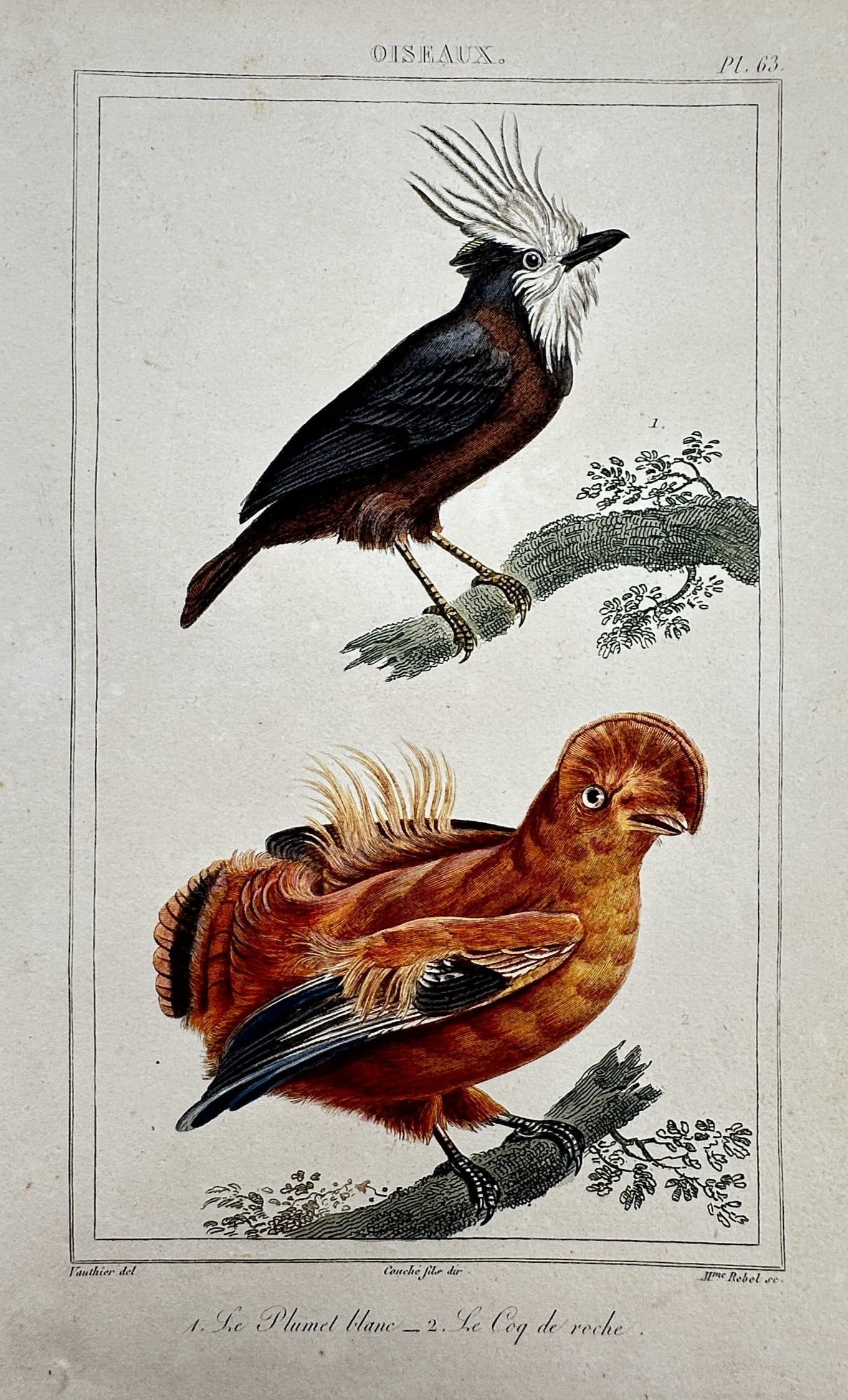 Georges-Louis Leclerc, Comte de Buffon – Studies of the White-plumed Antbird (1 of 2)