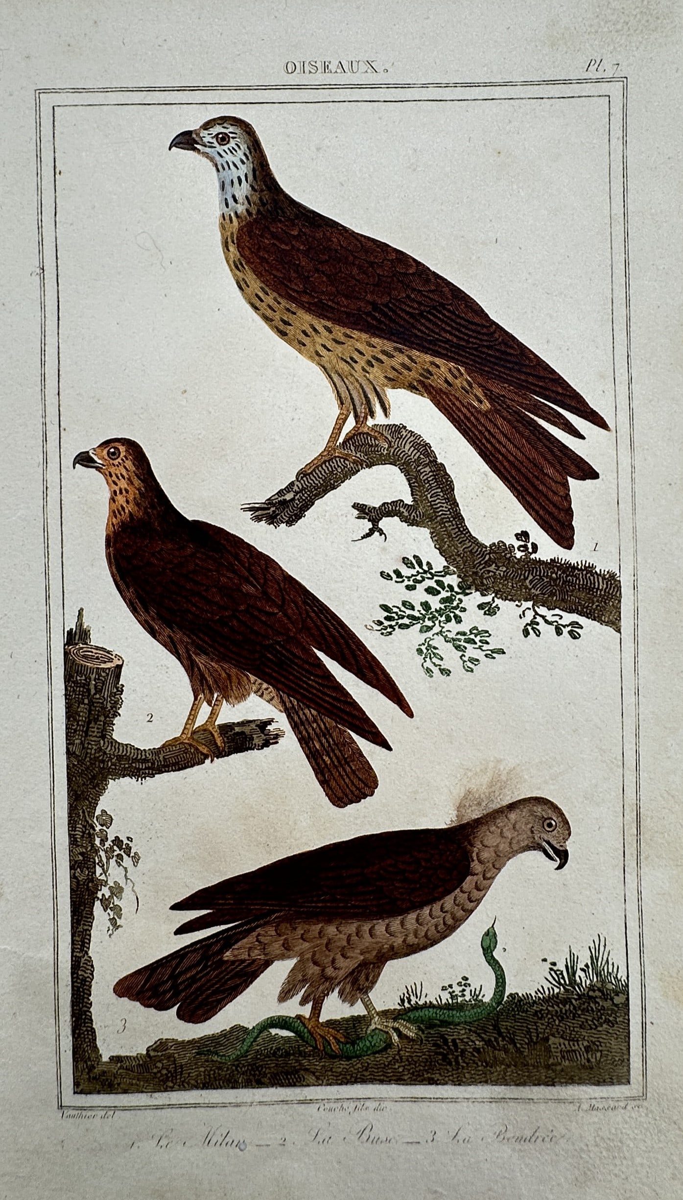 Georges-Louis Leclerc, Comte de Buffon – Studies of the Kite, Buzzard (1 of 2)