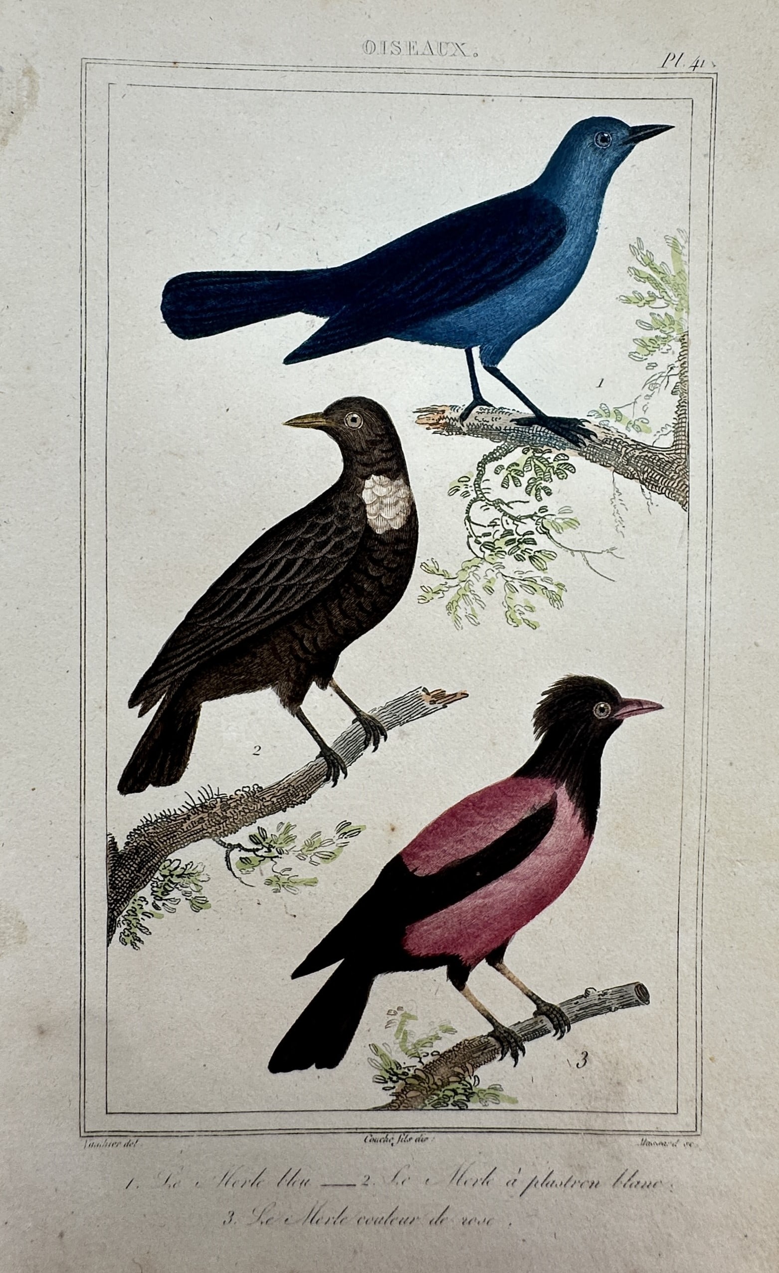 Georges-Louis Leclerc, Comte de Buffon – Studies of the Blue Thrush, Ring Ouzel, and Rosy Starling: "Le Merle bleu, Le Merle a plastron blanc, and Le Merle couleur de rose" presents an ornithological study of three distinct bird species, featuring a vibrant blue thrush at the top, a dark ring ouzel 