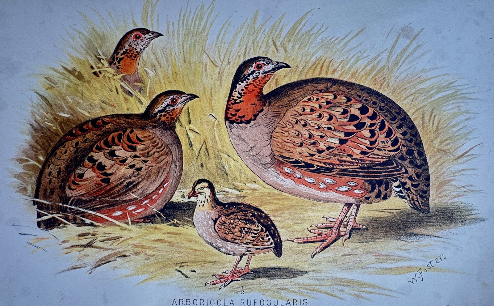 William Foster (1853–1924) – Study of Rufous-throated Partridges – Chromolithograph (1893) (1 of 2)