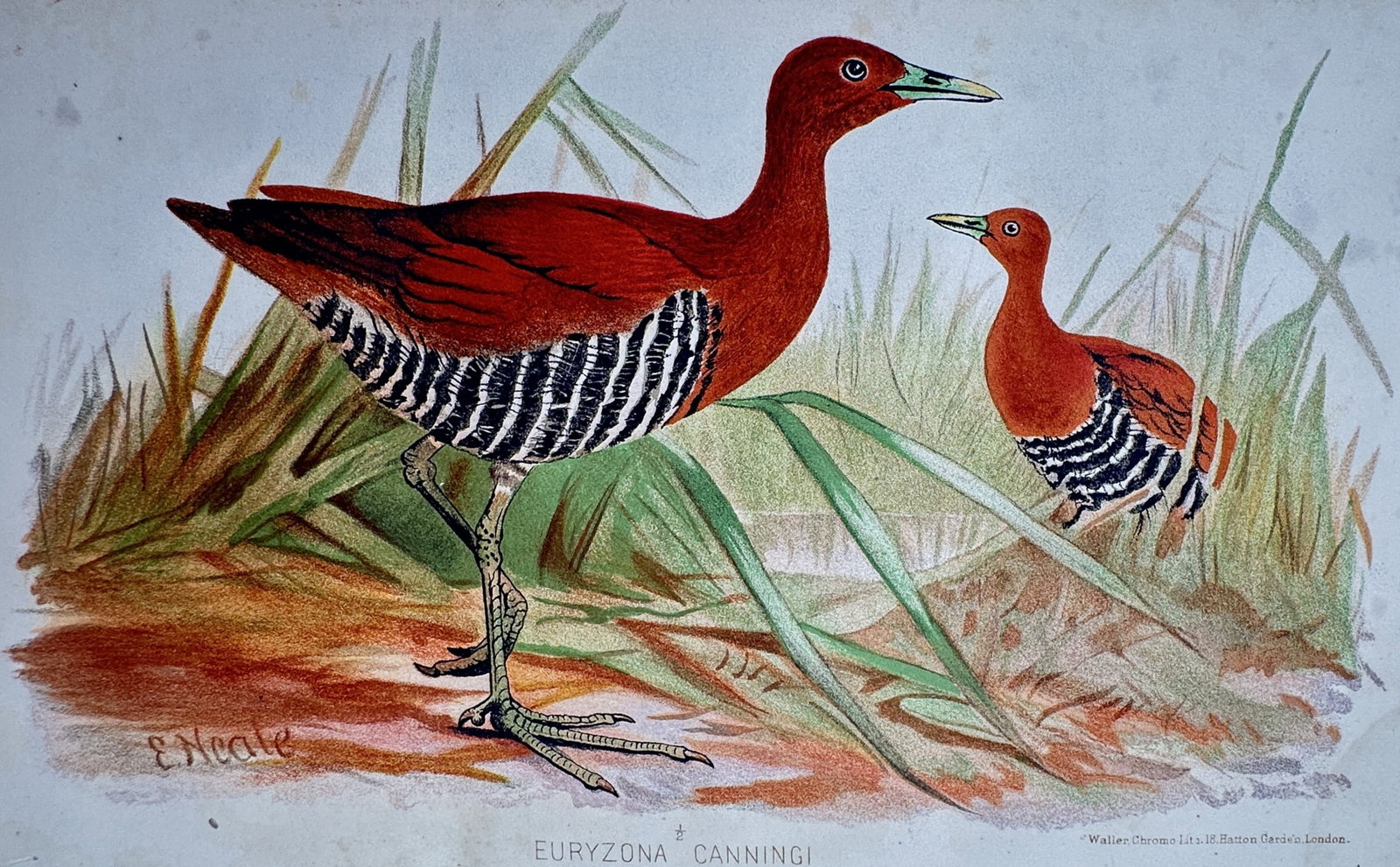 Edward Neale (1833–1904) – Study of Andaman Crakes – Chromolithograph (c. 1891) (1 of 2)