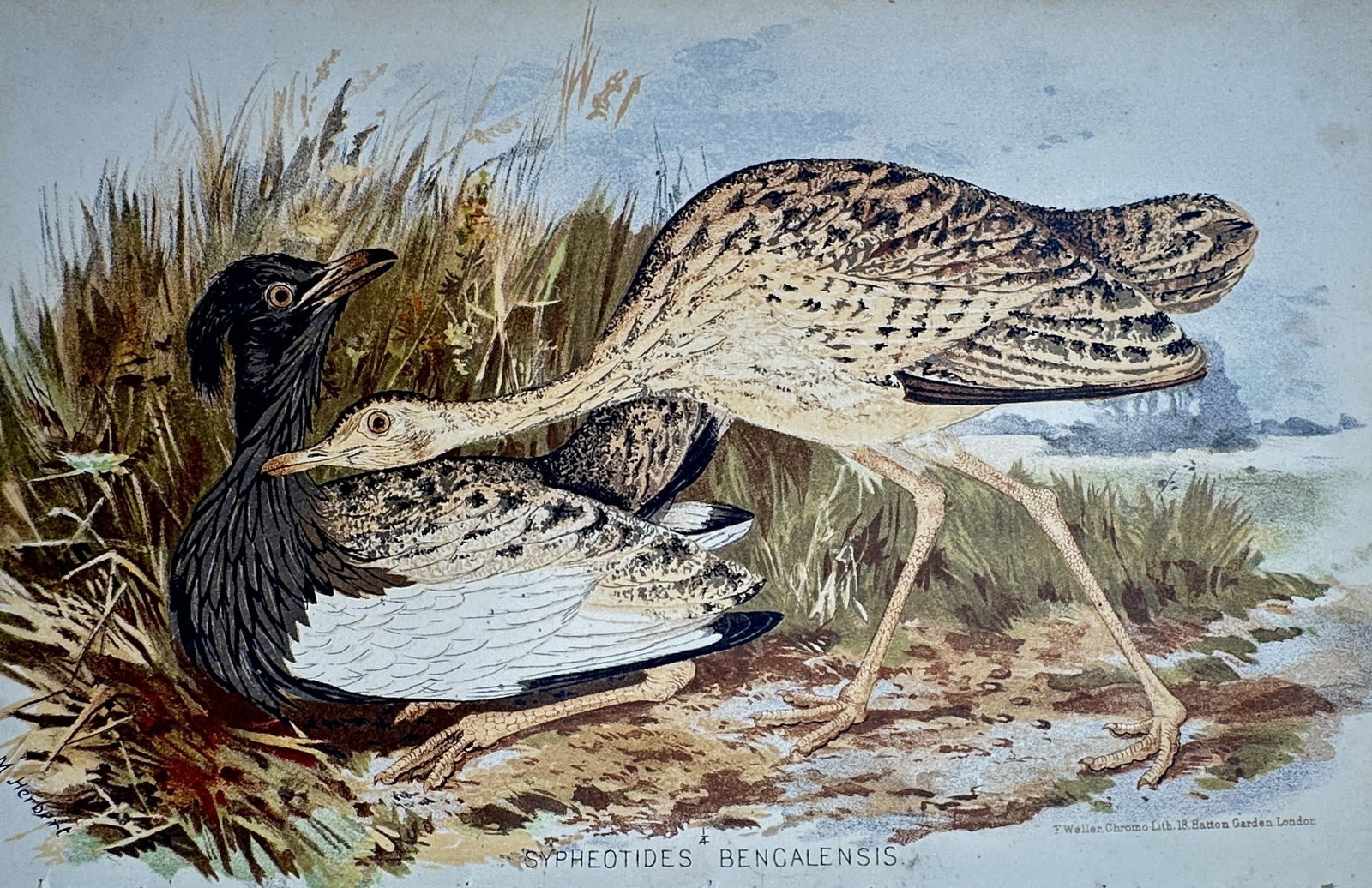 M. Herbert – Study of Bengal Floricans – Chromolithograph (c. 1890): "Sypheotides Bengalensis" presents an ornithological study of a pair of Bengal floricans, depicting the striking black and white male bird in a crouched position alongside the larger, mottled brown fe