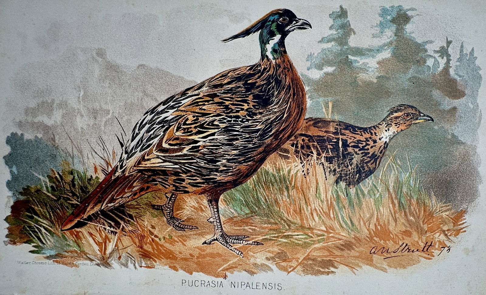 Arthur William Strutt (1856–1924) – Study of Koklass Pheasants – Chromolithograph (c. 1890) (1 of 2)