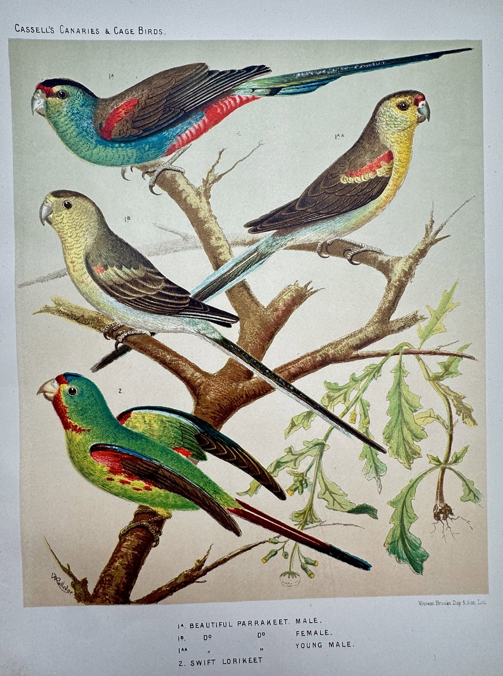 J. W. Ludlow – Study of Beautiful Parrakeets and Swift Lorikeet – Chromolithograph (c. (1 of 2)