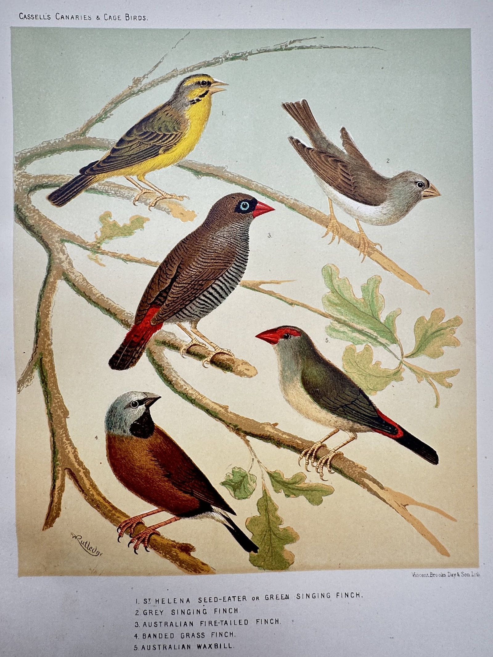 J. W. Ludlow – View of Canaries and Cage Birds – Chromolithograph (c. 1877–1880) (1 of 2)