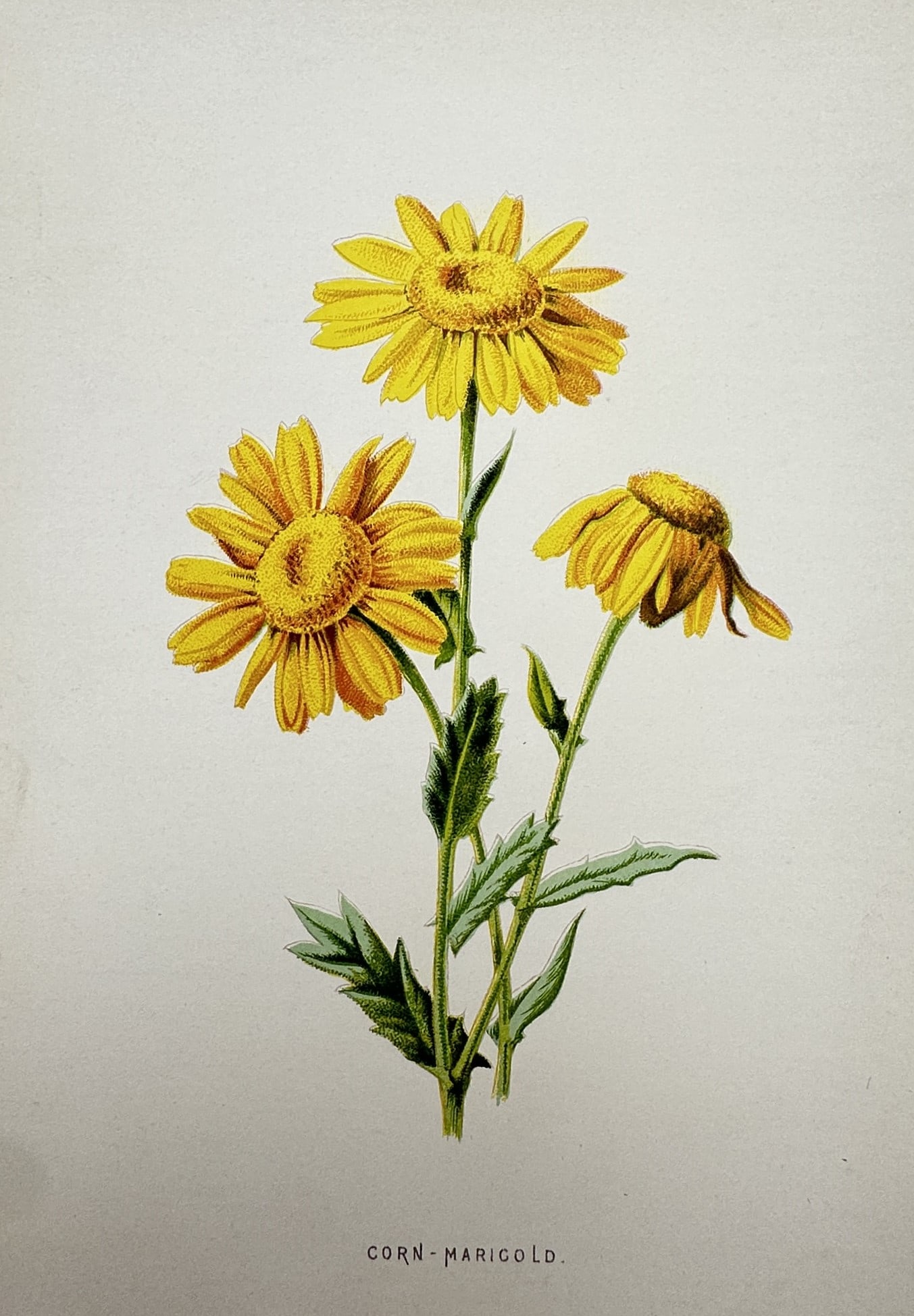 Frederick Edward Hulme (1841–1909) – View of Corn-Marigold – Chromolithograph (c. 1875–1900) (1 of 2)