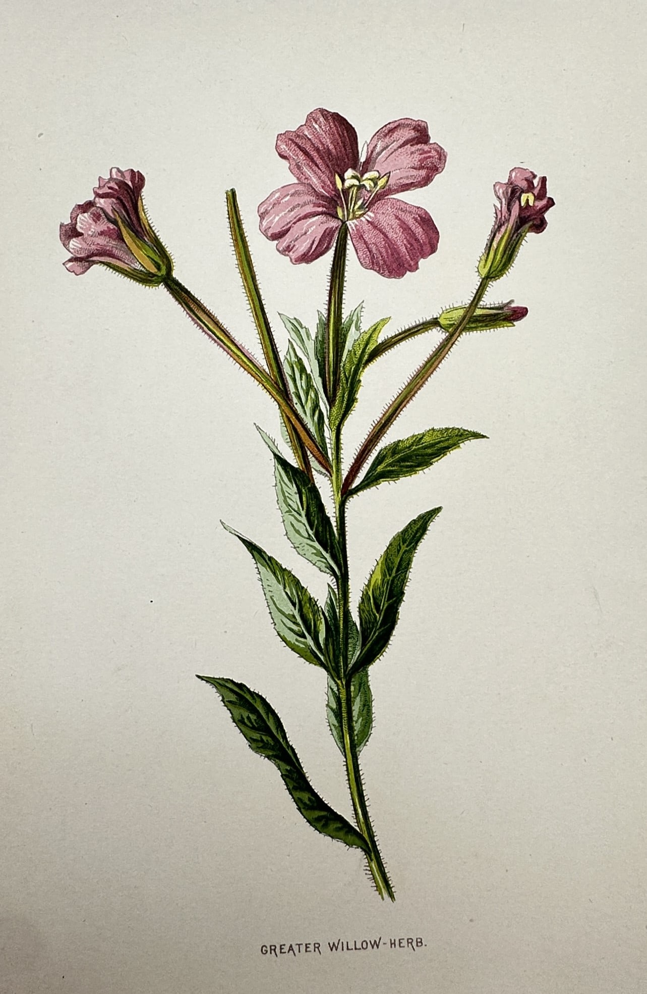 Frederick Edward Hulme – View of Greater Willow-herb – Chromolithograph (c. 1875–1900): "Greater Willow-herb". This botanical illustration features a central pink flower with four petals and two accompanying buds on a green stem with lanceolate leaves against a plain background. The work