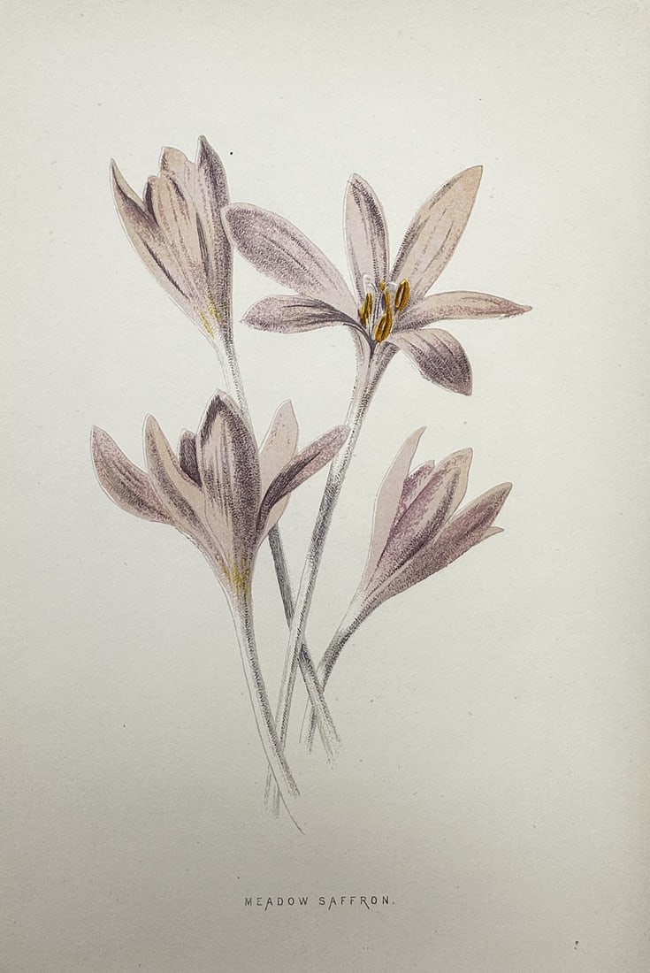 Frederick Edward Hulme (1841–1909) – View of Meadow Saffron – Chromolithograph (c. (1 of 2)
