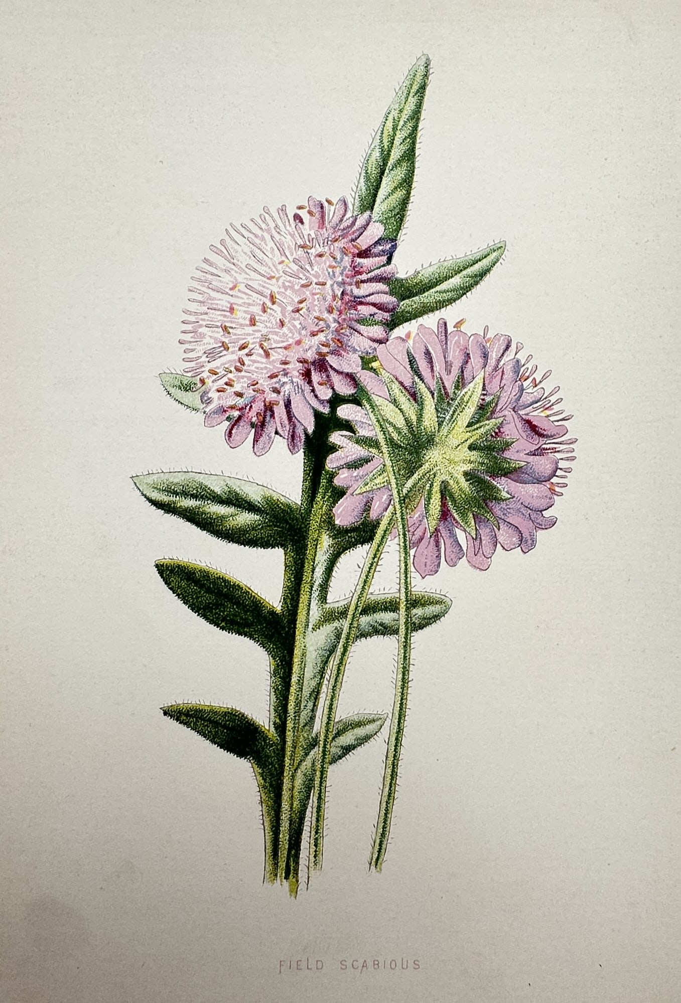 Frederick Edward Hulme (1841–1909) – View of Field Scabious – Chromolithograph (c.: "Field Scabious". This botanical illustration shows two pale purple, dome-shaped flowers of the field scabious plant on a green stem with jagged leaves against a plain background. The work was publish