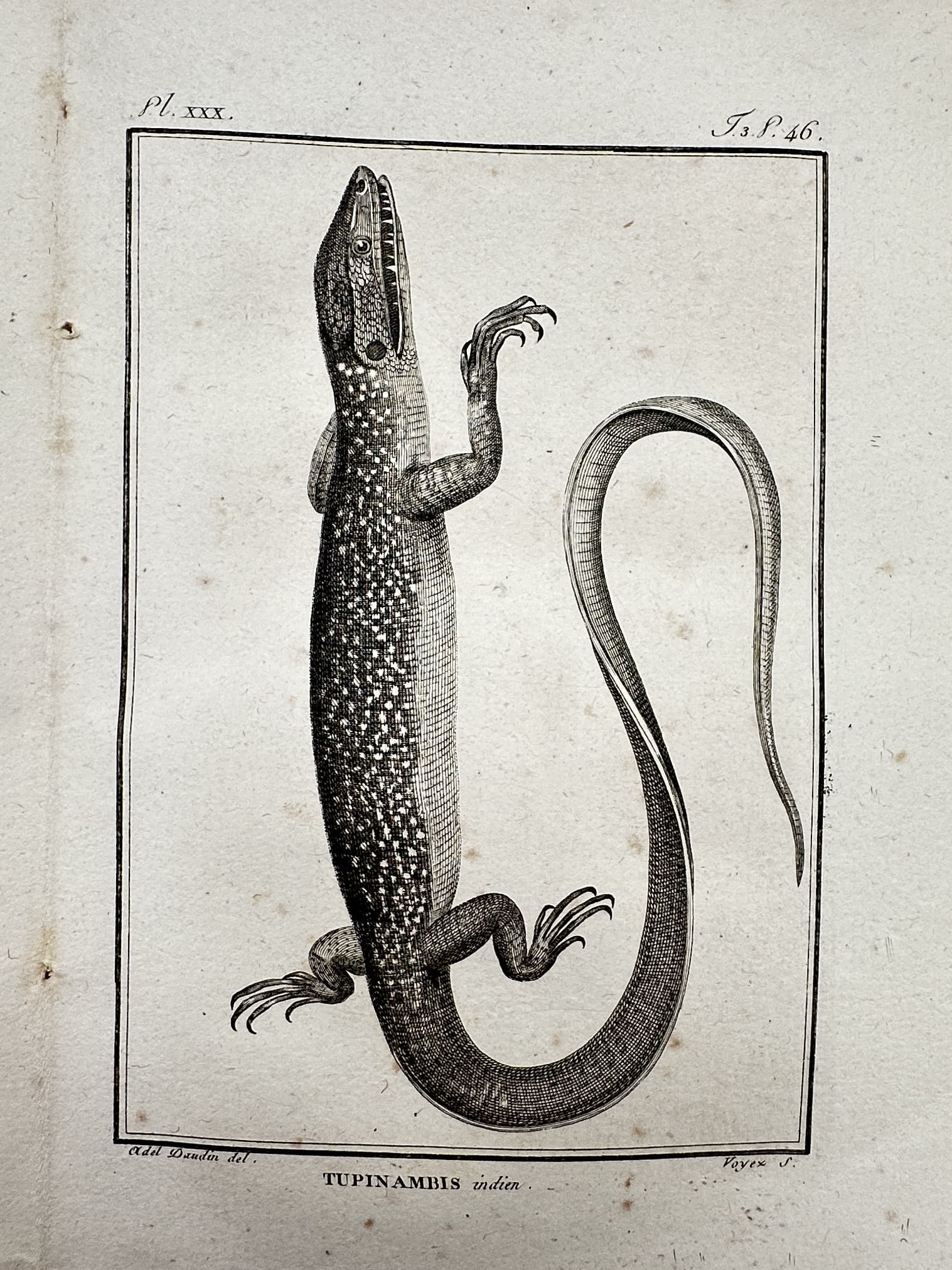 Georges-Louis Leclerc, Comte de Buffon – View of Tupinambis – Engraving (c. 1749–1788): "Tupinambis". This engraving depicts a monitor lizard with a long, curved tail and textured skin, shown in a vertical orientation within a rectangular frame. The work was published in the monumental s
