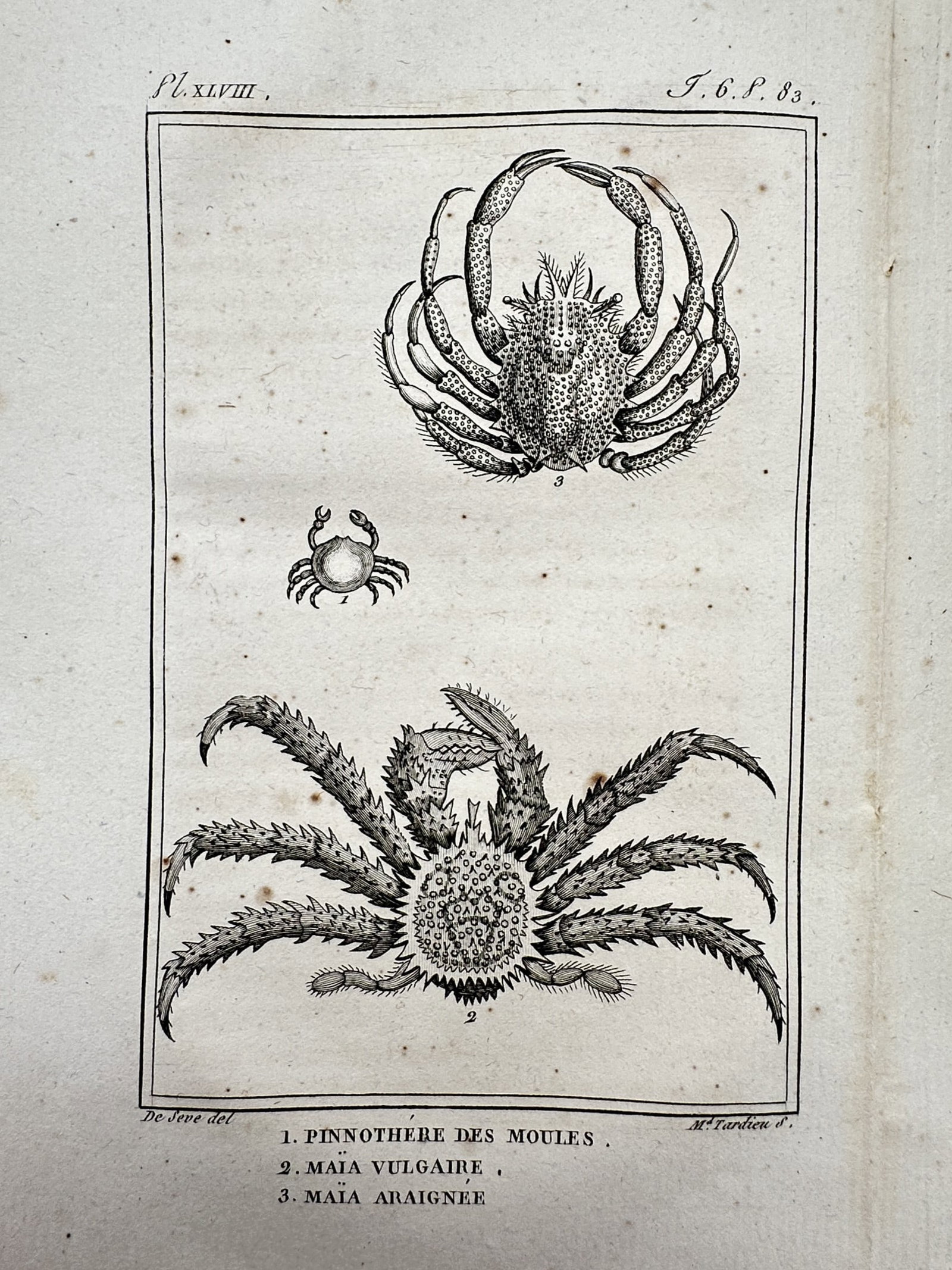 Georges-Louis Leclerc, Comte de Buffon – View of Pinnothere des Moules, Maia Vulgaire, and Maia: "Pinnothere des Moules, Maia Vulgaire, Maia Araignee". This engraving depicts three distinct species of crabs, including a small pea crab and two larger spider crabs with textured shells and spiny leg