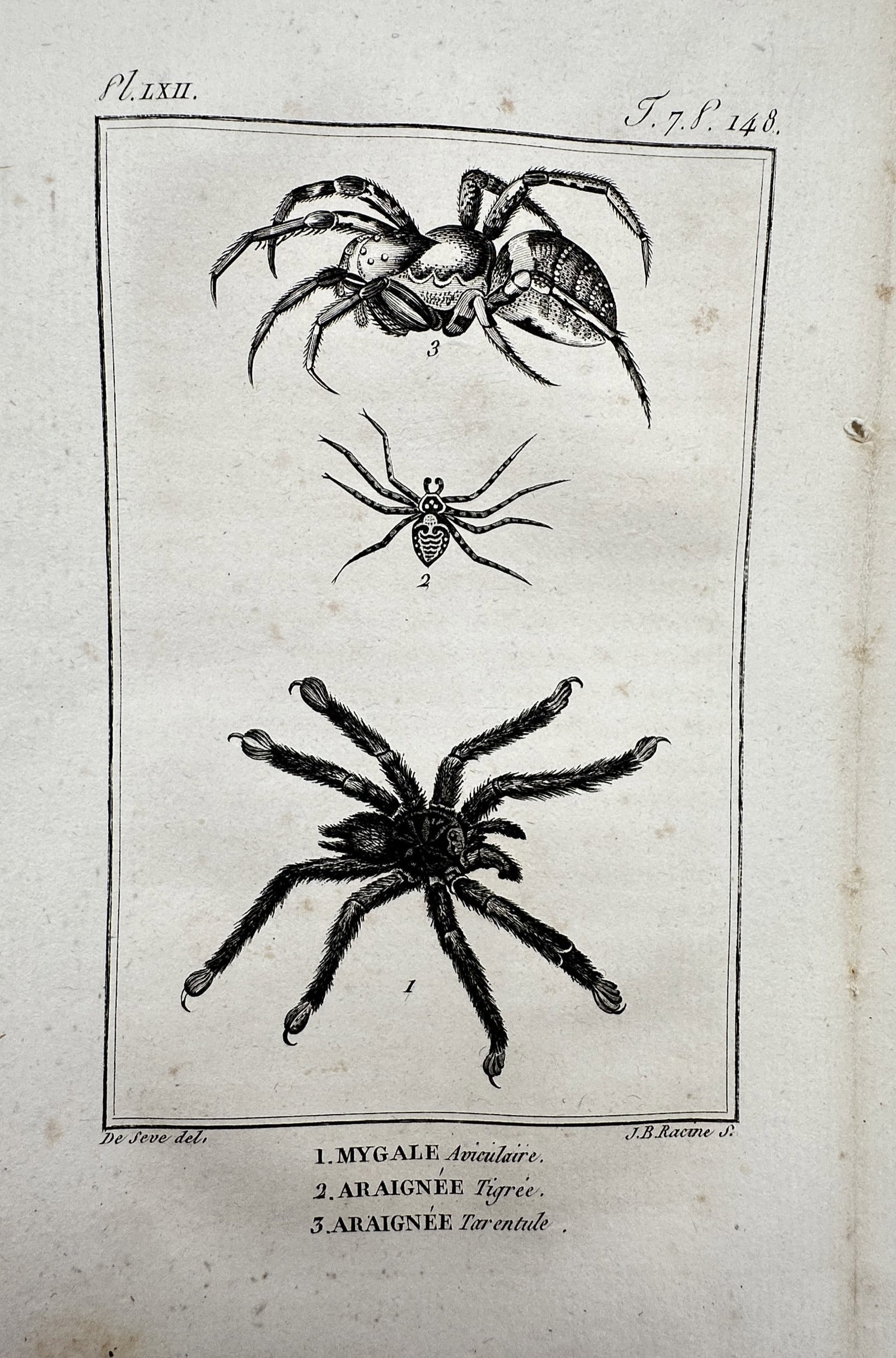 Georges-Louis Leclerc, Comte de Buffon – View of Mygale Aviculaire, Araignee Tigree: "Mygale Aviculaire, Araignee Tigree, Araignee Tarentule". This engraving depicts three distinct arachnids, including a large tarantula, a garden spider with striped markings, and a wolf spider, all sh