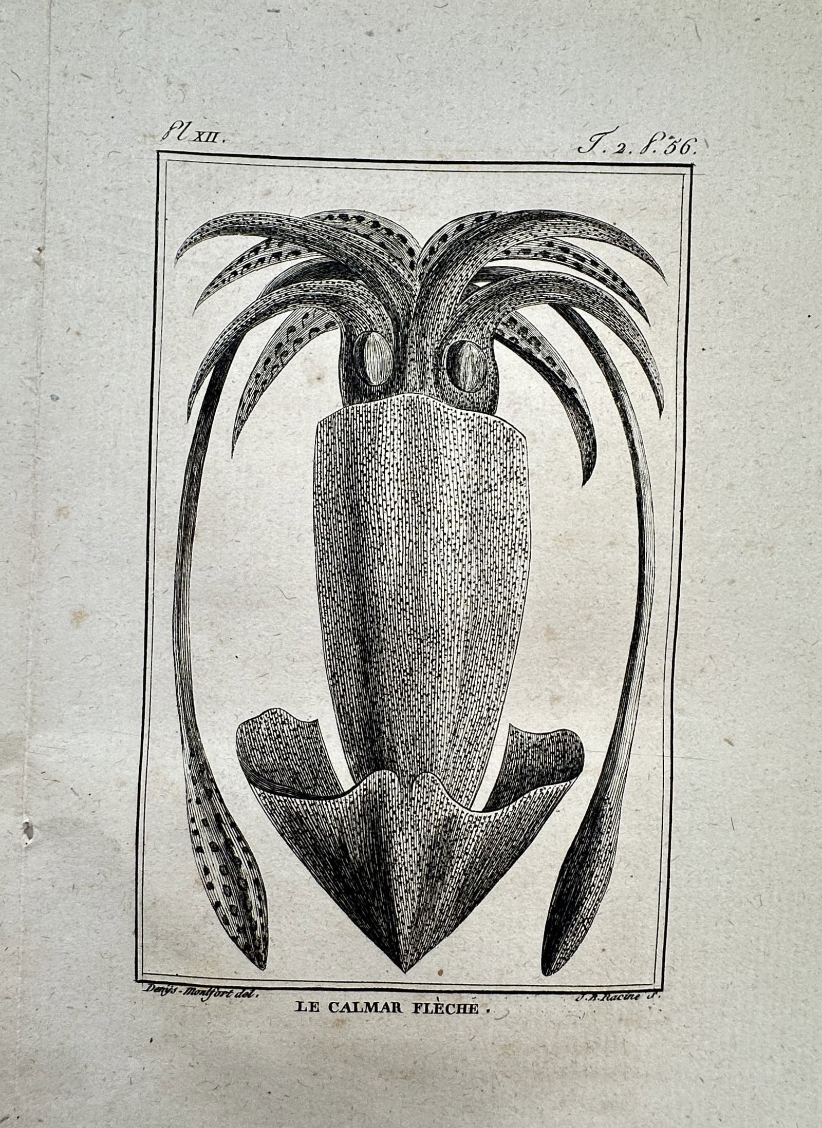Georges-Louis Leclerc, Comte de Buffon – View of Le Calmar Flèche – Engraving (c. 1749–1788): "Le Calmar Flèche". This engraving depicts a squid, known as the arrow squid, with its tentacles extended and mantle detailed with fine stippling and line work. The work was published in the monument