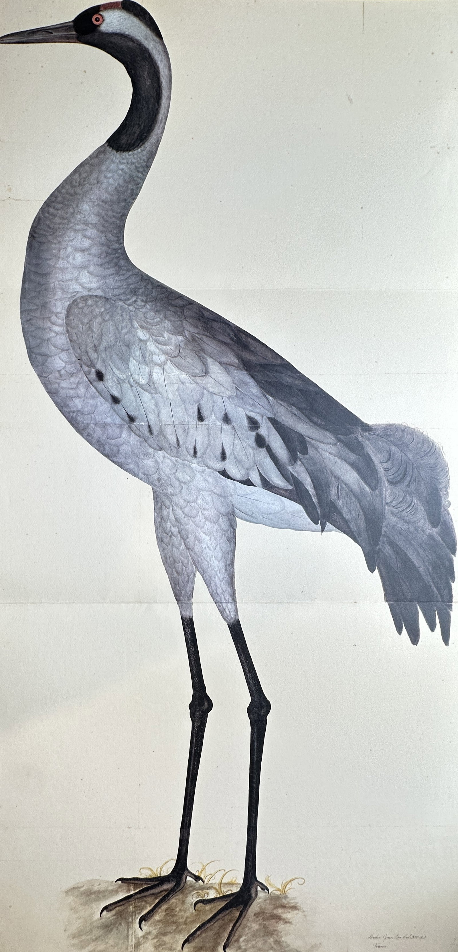 Olof Rudbeck the Younger, after – View of a Common Crane – Facsimile print printed on quality (1 of 2)