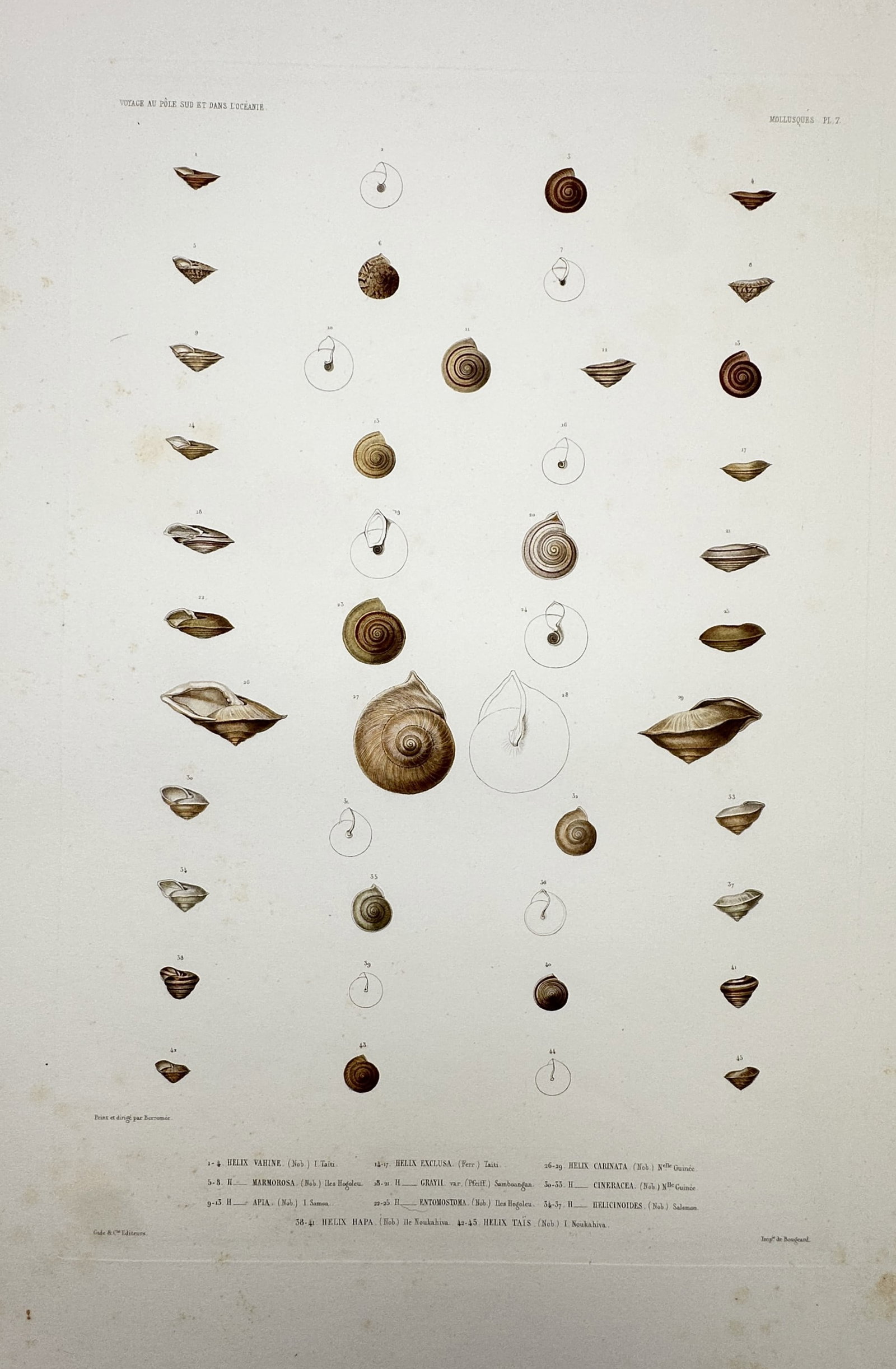 Casimir Gide (1804–1868) – View of Mollusques – Hand-coloured engraving (c. 1842–1853): "Mollusques". This hand-coloured engraving illustrates a variety of gastropod shells, presenting several species in multiple views and cross-sections arranged in symmetrical columns. The work was publ