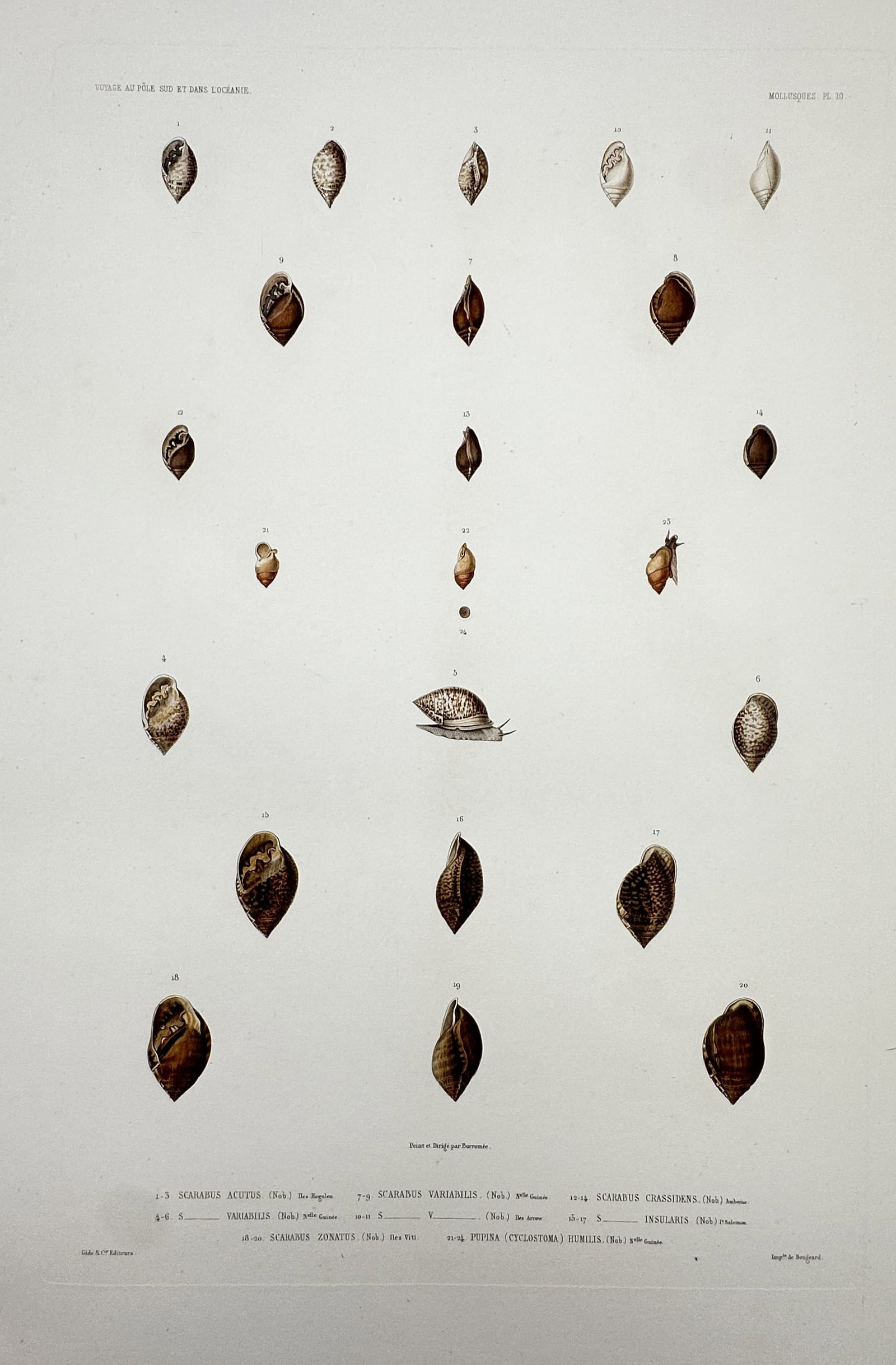 Casimir Gide (1804–1868) – View of Mollusques – Hand-coloured engraving (c. 1842–1853) (1 of 2)