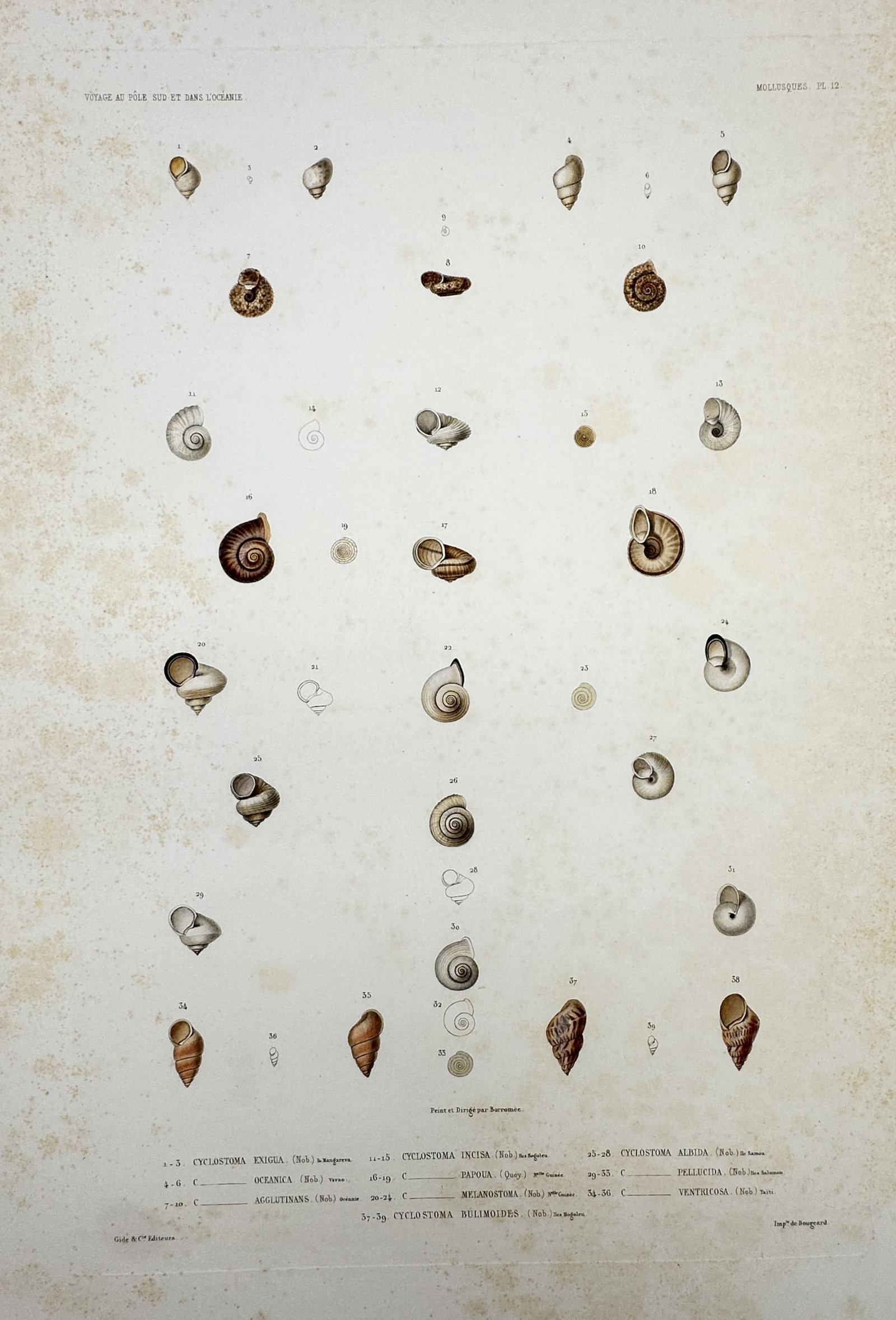 Casimir Gide (1804–1868) – View of Mollusques – Hand-coloured engraving (c. 1842–1853) (1 of 2)