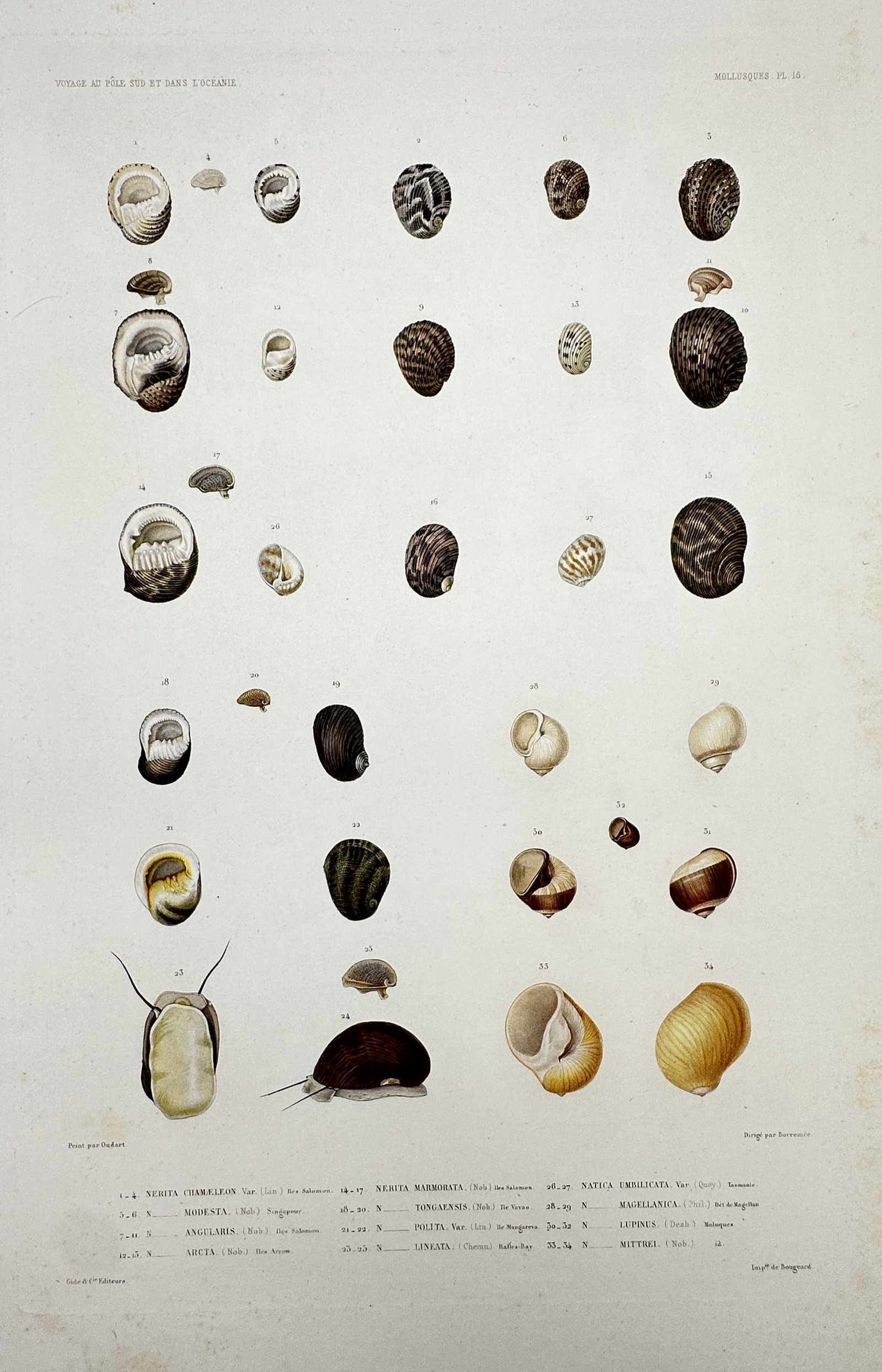 Casimir Gide (1804–1868) – View of Mollusques – Hand-coloured engraving (c. 1842–1853): "Mollusques". This hand-coloured engraving illustrates a variety of gastropod mollusks, showcasing species such as Nerita and Natica in multiple views, including detailed depictions of the living anim