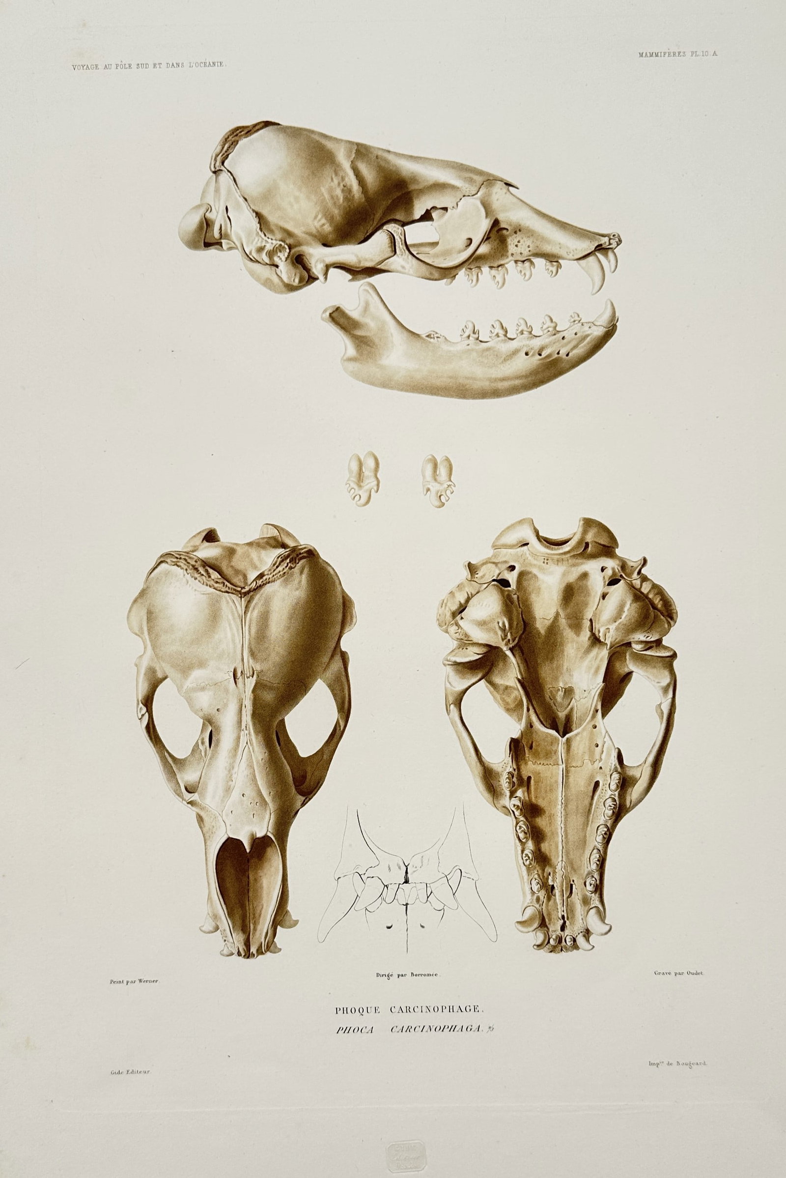 Casimir Gide (1804–1868) – Crabeater Seal Skull – Stipple engraving (1842): "Phoque Carcinophage" presents a detailed anatomical study of the skull of a crabeater seal, viewed from lateral, dorsal, and ventral perspectives, with additional details of the specialized dentition