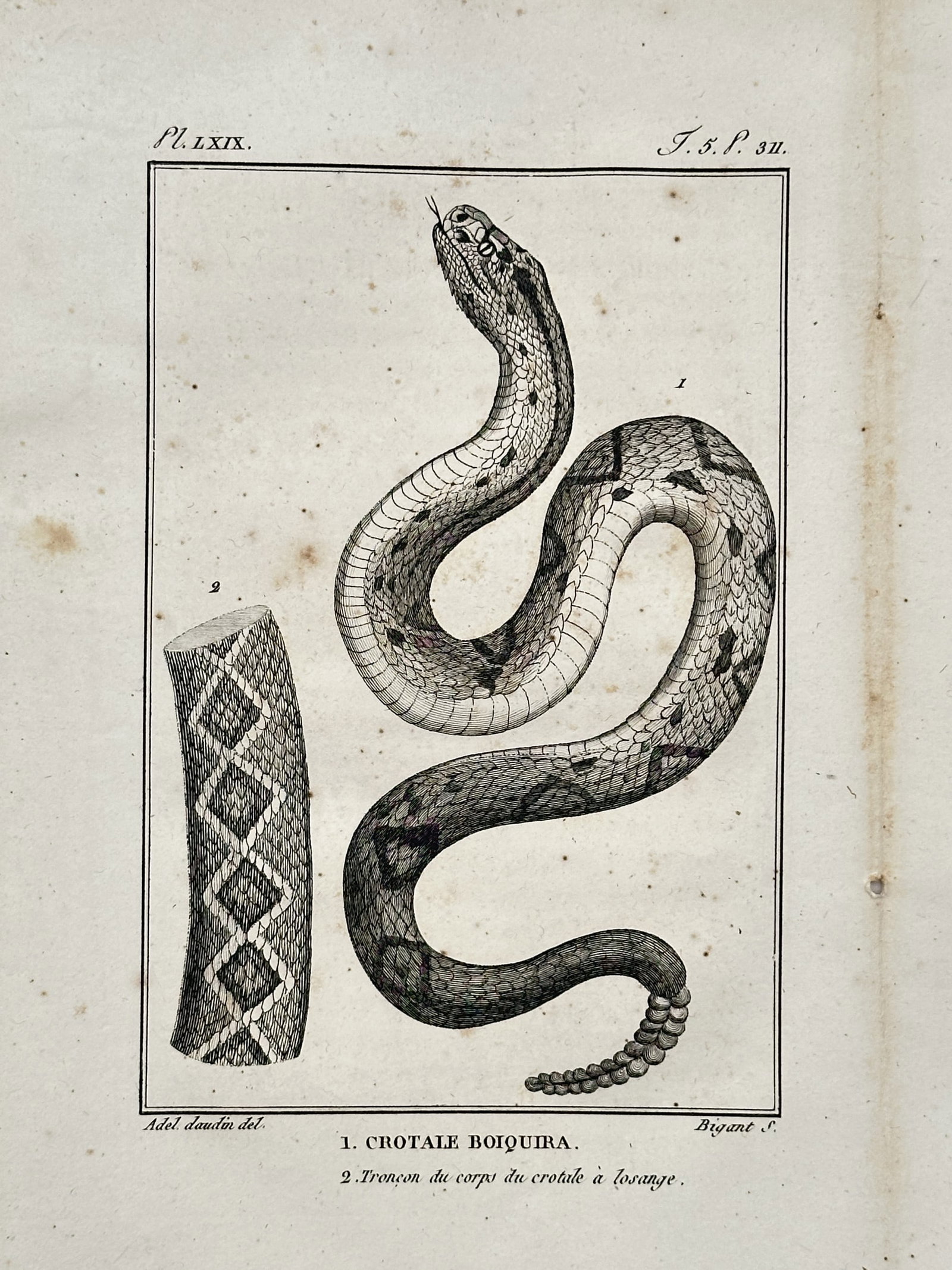 Georges-Louis Leclerc, Comte de Buffon (1707-1788) – Le Pie-Noir – Engraving (c. 1770): "Le Pie-Noir" depicts a young child with piebald skin, a condition documented in eighteenth-century natural history texts as a rare human variation. This engraving is from the monumental Histoire Natu
