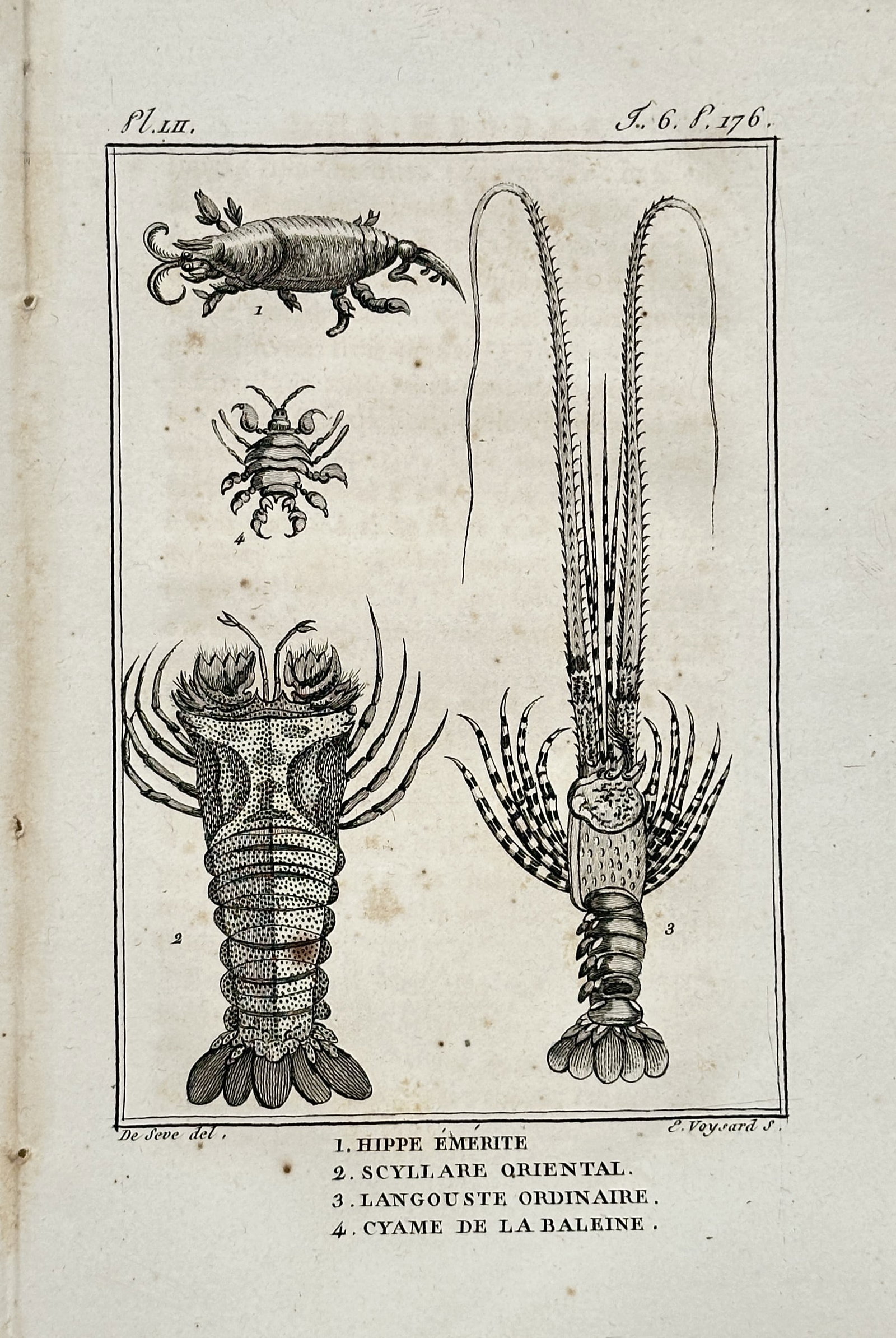 Georges-Louis Leclerc, Comte de Buffon (1707-1788) – Hippe, Scyllare and Langouste – Engraving: "Hippe Émérite," "Scyllare Oriental," "Langouste Ordinaire," and "Cyame de la Baleine" illustrate four distinct species of crustaceans including sand crabs, shovel-nosed lobsters, spiny lobsters, an