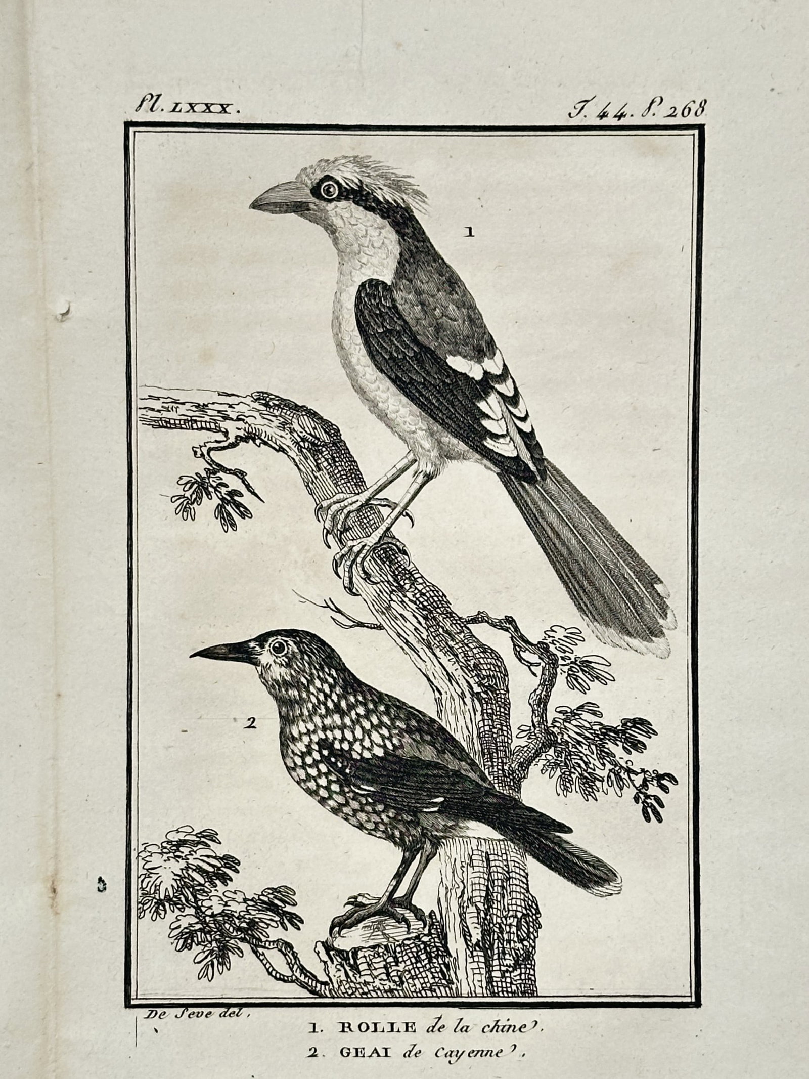 Georges-Louis Leclerc, Comte de Buffon (1707-1788) – Rolle de la Chine and Geai de Cayenne: "Rolle de la Chine" and "Geai de Cayenne" illustrate two avian species perched upon gnarled branches, representing birds from East Asia and South America. This engraving is from the monumental Histoir