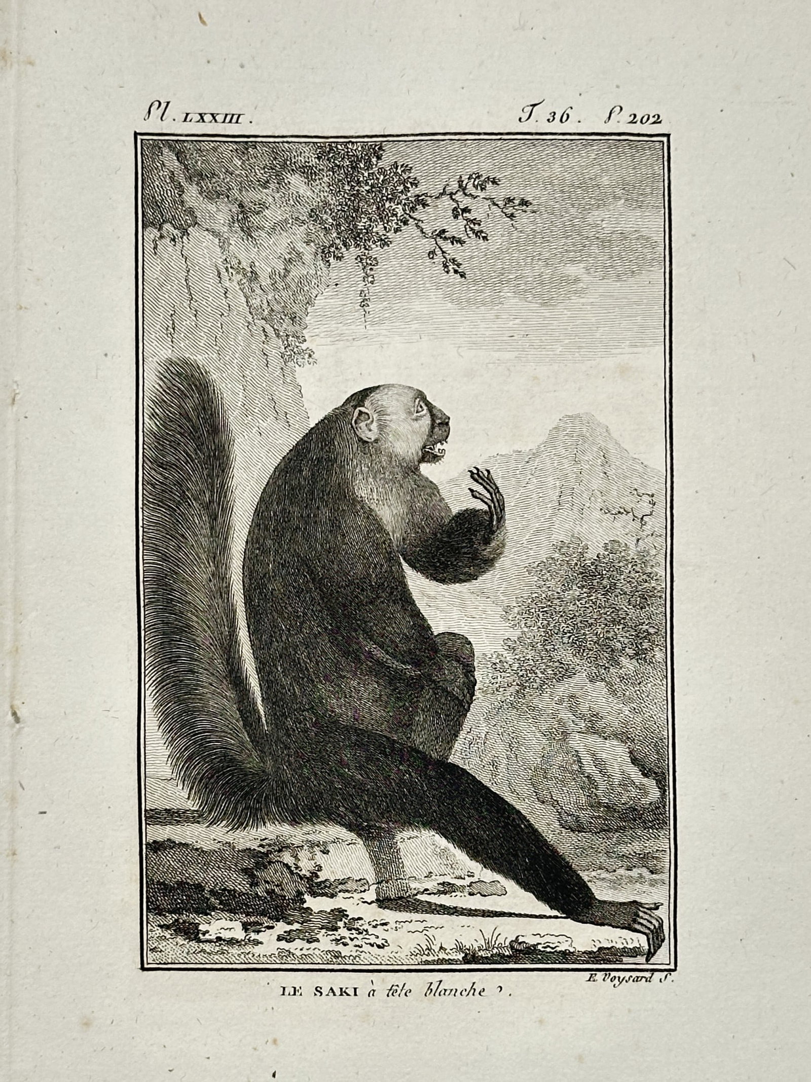 Georges-Louis Leclerc, Comte de Buffon (1707-1788) – Le Saki à tête blanche – Engraving (c.: "Le Saki à tête blanche" illustrates a white-headed saki monkey perched in a mountainous landscape, capturing its distinctive bushy tail and facial features. This engraving originates from the monum