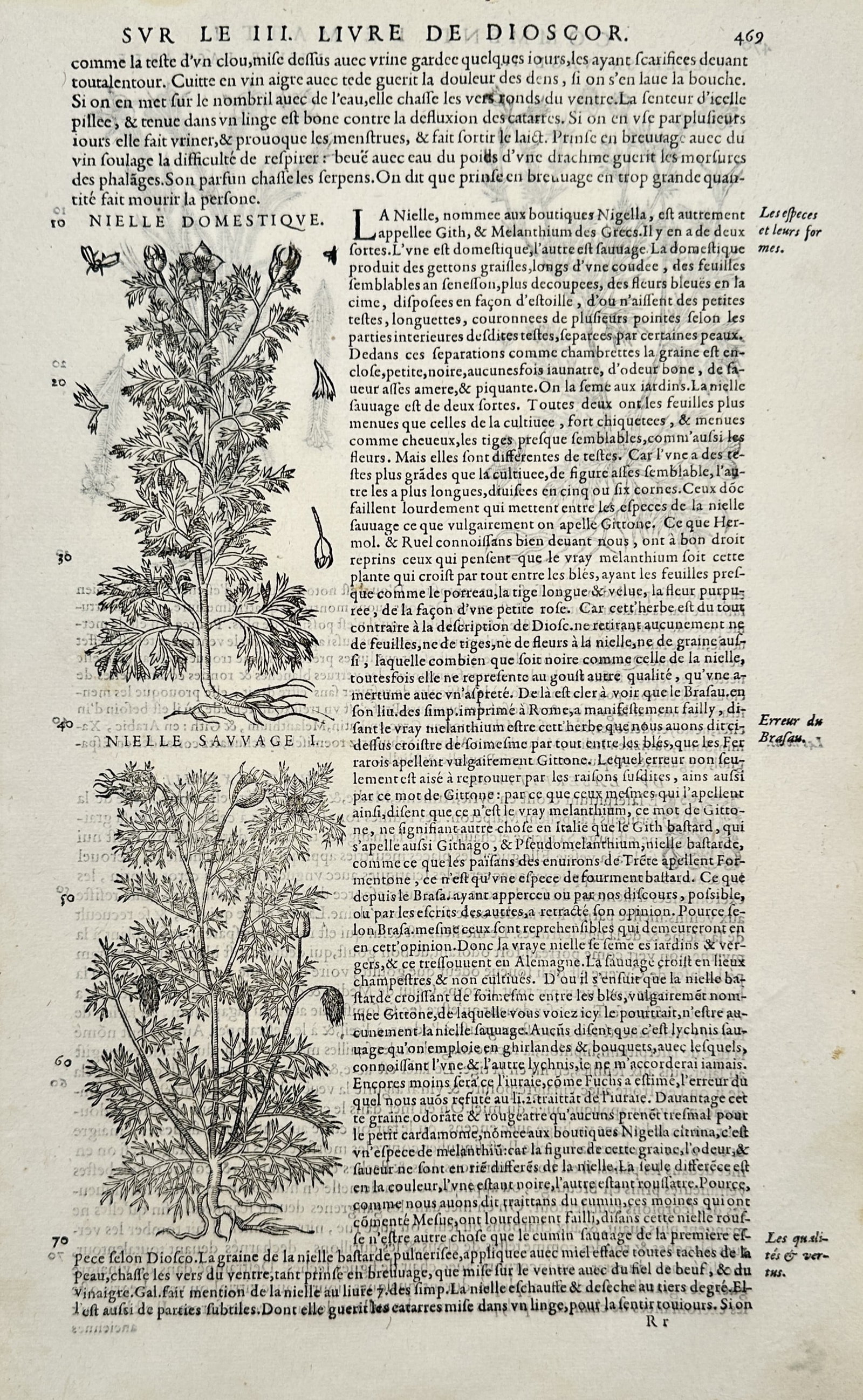 Pietro Andrea Mattioli (1501-1577) – View of Domestic and Wild Nigella – Woodcut (1572): "Nielle Domestique, Nielle Sauvage" This woodcut illustrates two species of the Nigella plant, commonly known as love-in-a-mist or fennel flower, shown with their distinct feathered foliage, flowers, 