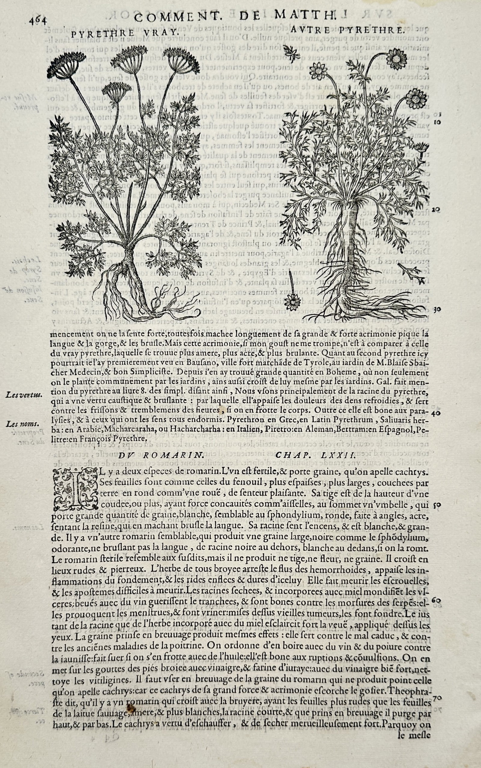Pietro Andrea Mattioli (1501-1577) – View of Pellitory of Spain Varieties – Woodcut (1572): "Pyrethre Vray, Autre Pyrethre" This woodcut illustrates two varieties of the Pyrethrum plant, known as Pellitory of Spain, showing the botanical structure of the roots, stems, and flowering heads. Th