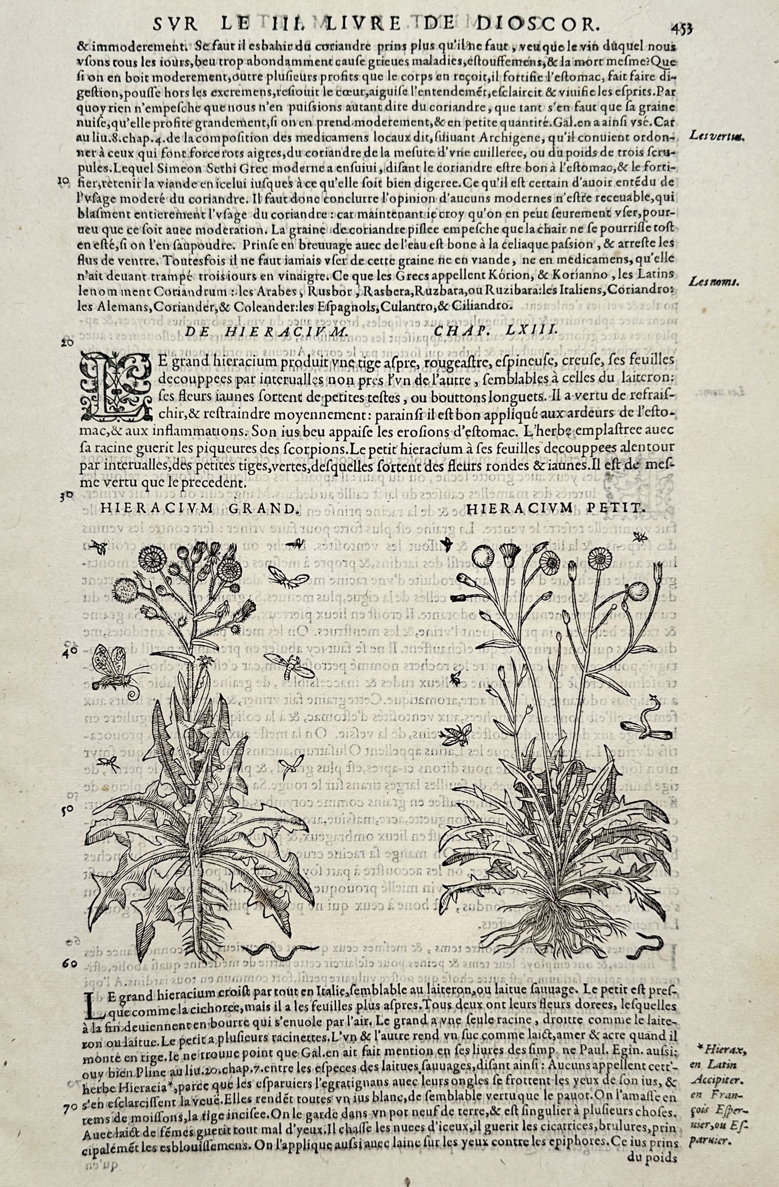 Pietro Andrea Mattioli (1501-1577) – View of Hawkweed Varieties – Woodcut (1572): "Hieracium Grand, Hieracium Petit" This woodcut illustrates two varieties of Hawkweed, displaying the serrated leaf structures, slender stalks, and flower heads characteristic of the genus. The work i