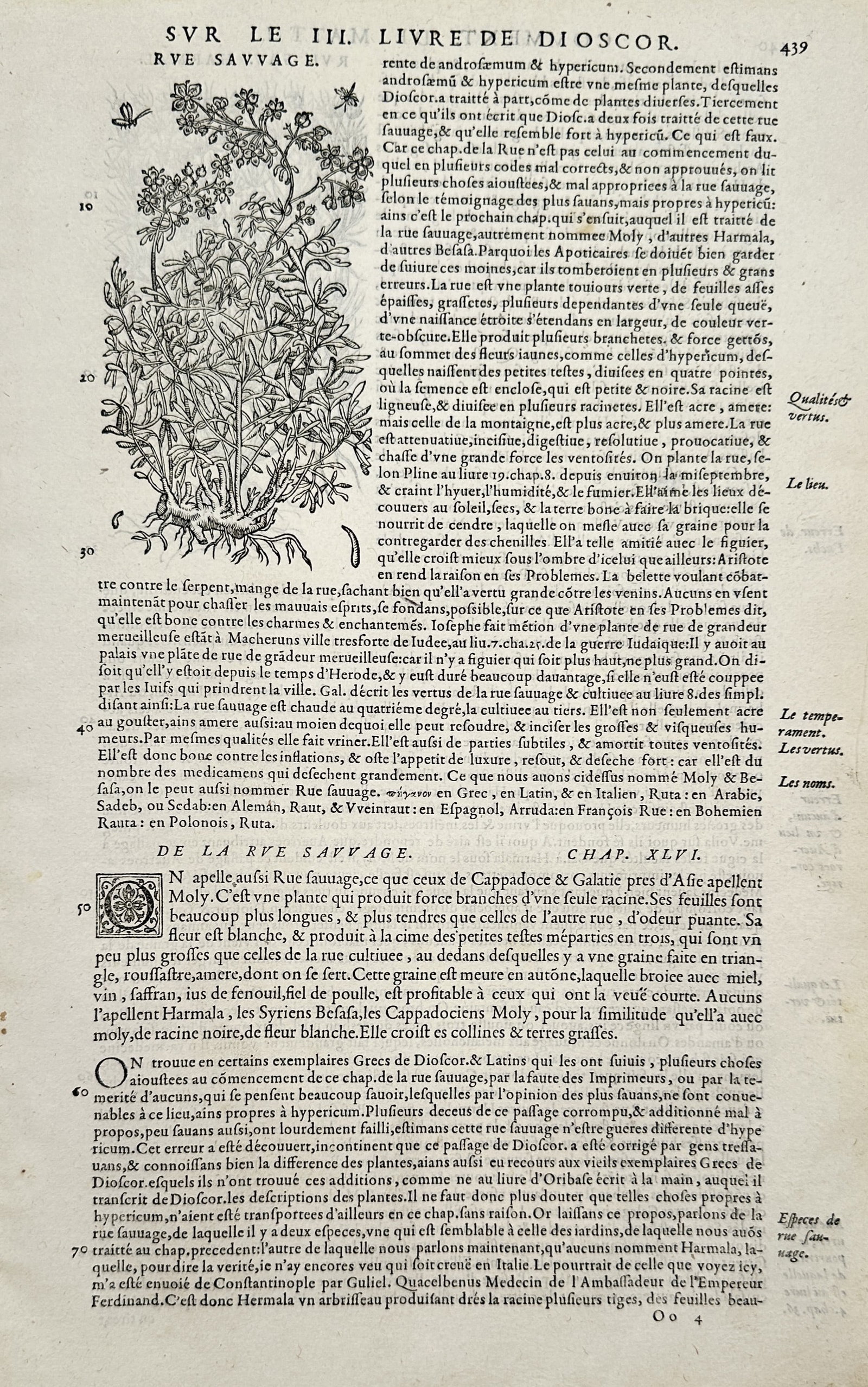 Pietro Andrea Mattioli (1501-1577) – View of Wild Rue – Woodcut (1572): "Rue Sauvage" This woodcut depicts a wild variety of the Rue plant, featuring its characteristic pinnate leaves and clusters of small flowers atop upright stems. The work is from a French edition of M