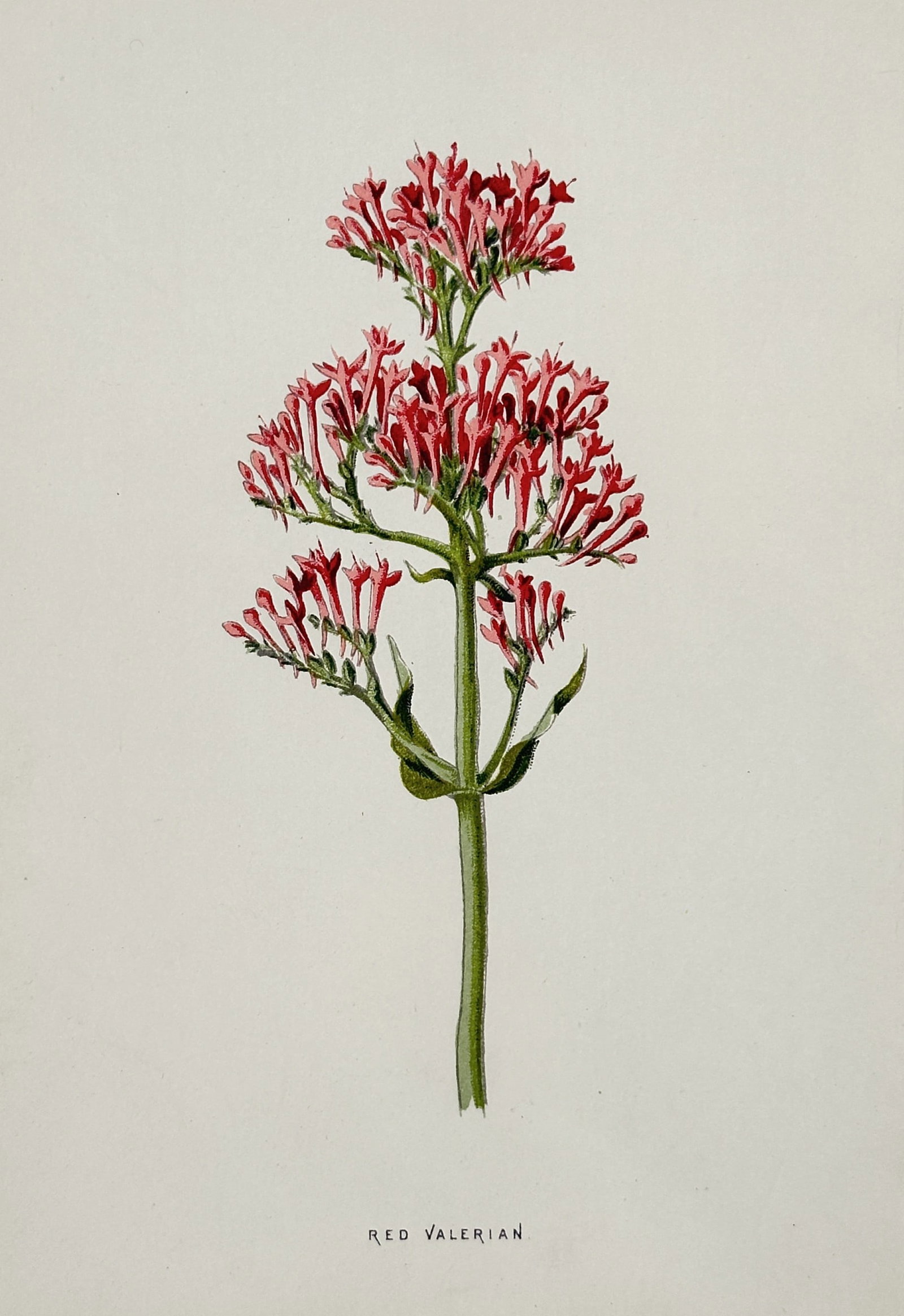 Frederick Edward Hulme (1841-1909) – View of Red Valerian – Chromolithograph (1880): "Red Valerian" This chromolithograph depicts a vibrant specimen of Red Valerian, showcasing its dense clusters of small trumpet-shaped flowers and characteristic lanceolate leaves. The work is from th
