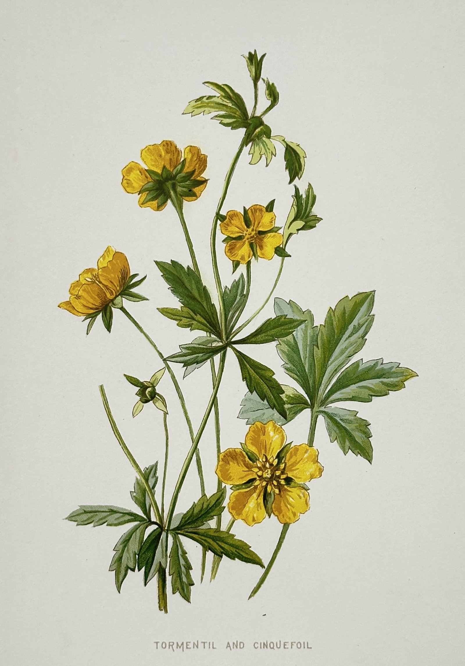 Frederick Edward Hulme (1841-1909) – View of Tormentil and Cinquefoil – Chromolithograph (1880) (1 of 2)