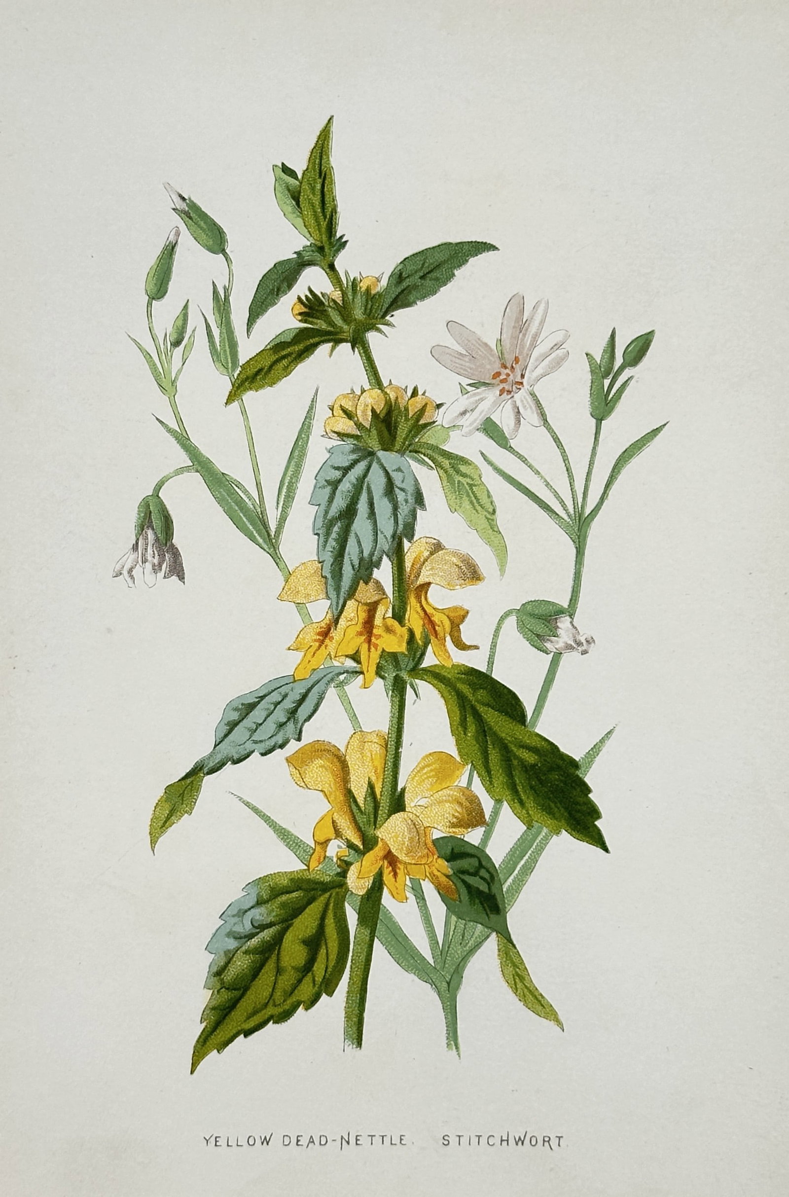 Frederick Edward Hulme (1841-1909) – View of Yellow Dead-Nettle and Stitchwort: "Yellow Dead-Nettle. Stitchwort" This chromolithograph illustrates a botanical grouping of Yellow Dead-Nettle, known for its hooded yellow flowers and nettle-like leaves, alongside the delicate white-