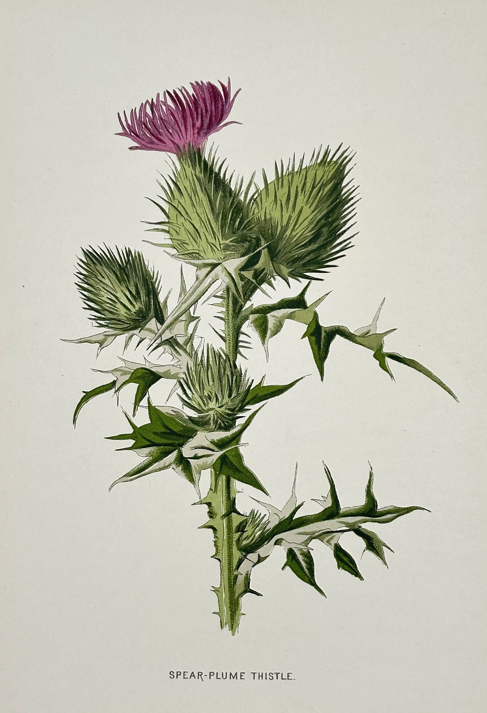 Frederick Edward Hulme (1841-1909) – View of Spear-Plume Thistle – Chromolithograph (1880) (1 of 2)