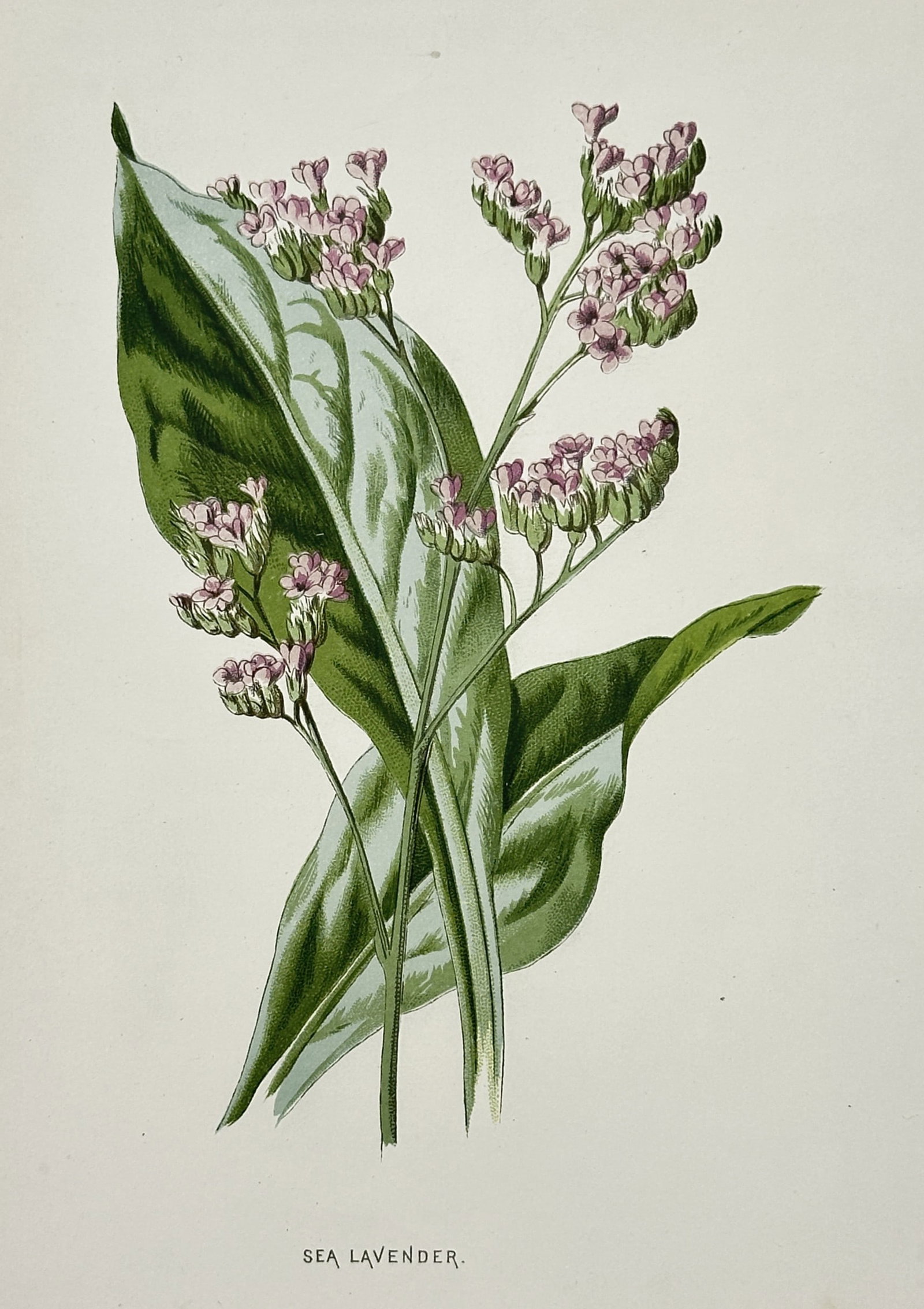 Frederick Edward Hulme (1841-1909) – View of Sea Lavender – Chromolithograph (1880): "Sea Lavender" This chromolithograph illustrates a specimen of Sea Lavender, showing its broad, leathery green leaves and branched clusters of small, pale purple flowers. The work is from the series F