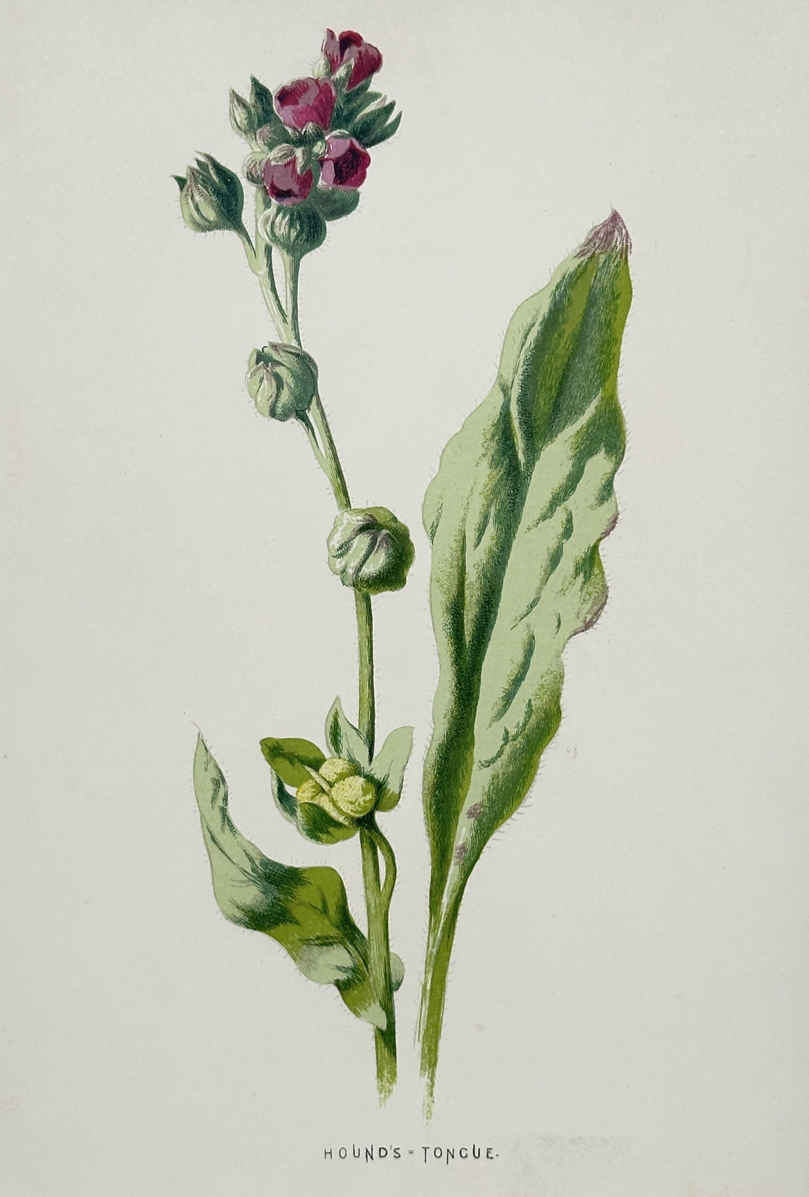 Frederick Edward Hulme (1841-1909) – View of Hound's-Tongue – Chromolithograph (1880): "Hound's-Tongue" This chromolithograph depicts a specimen of Hound's-tongue, illustrating its dull red flowers and long, soft leaves which traditionally suggested the shape of a dog's tongue. The work