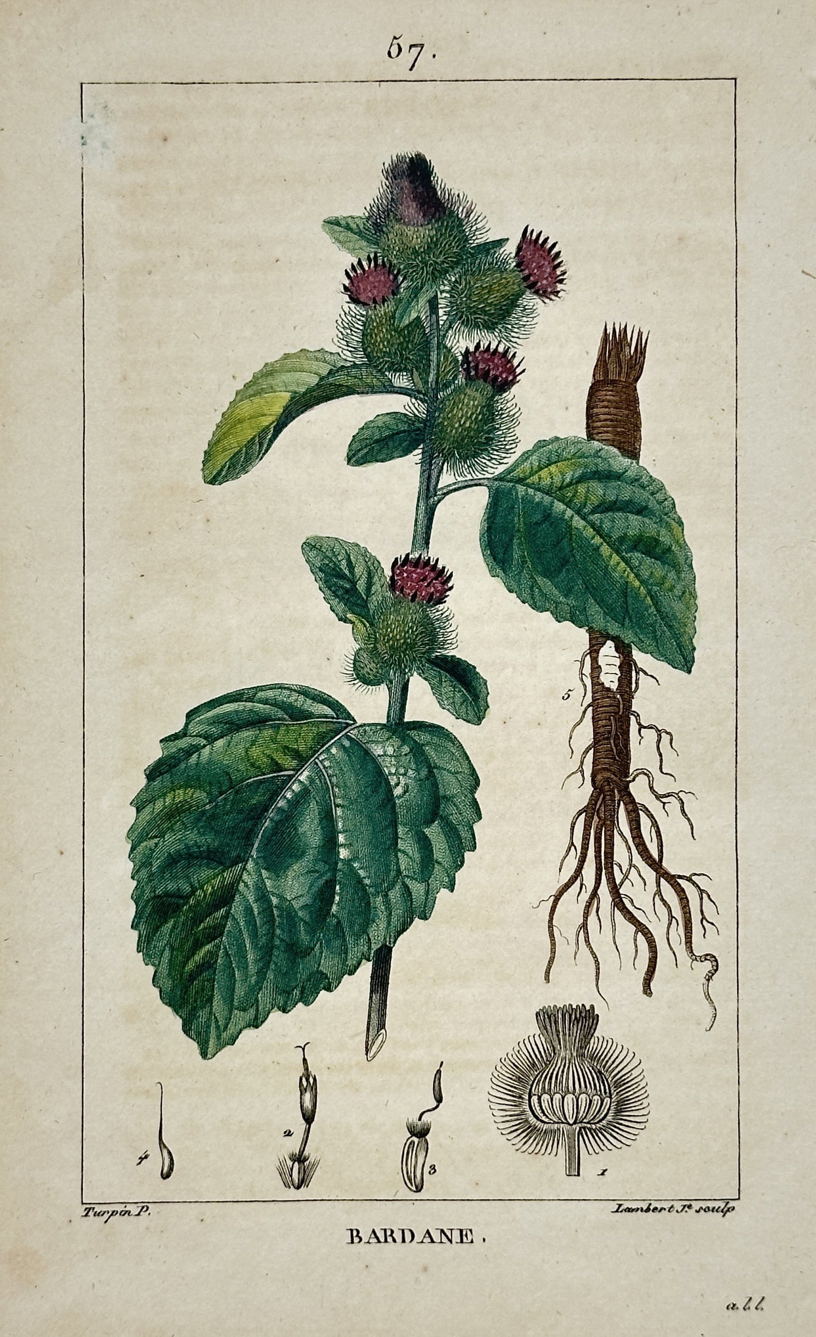 Pierre Jean François Turpin (1775-1840) – View of Burdock (Bardane) – Stipple engraving: "BARDANE." This exquisite botanical plate illustrates the Greater Burdock (Arctium lappa), showcasing its large, heart-shaped leaves, bristly flower heads (burs), and detailed root system. The work is