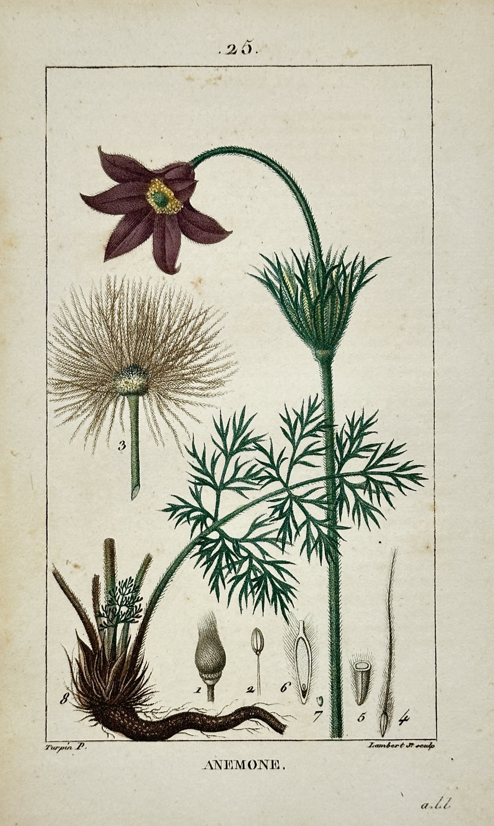Pierre Jean François Turpin (1775-1840) – View of the Pasque Flower – Stipple engraving: "Anemone" This botanical illustration depicts a purple Pasque flower in various stages of growth, including the bloom, feathery foliage, and a detailed seed head. The work comes from the Flore Médica