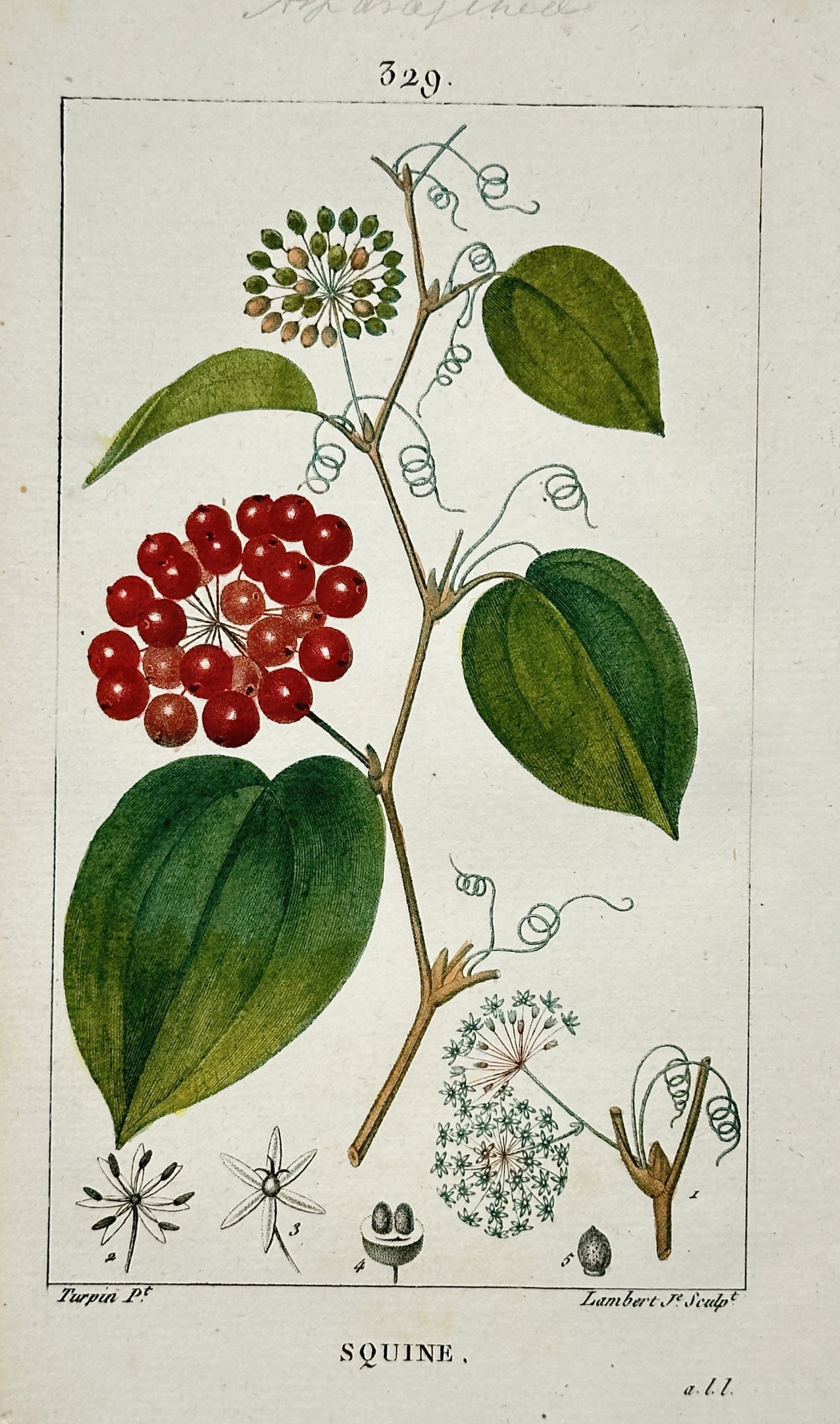 Pierre Jean François Turpin (1775-1840) – View of Sarsaparilla – Stipple engraving: "Squine" This botanical engraving illustrates a branch of the Sarsaparilla plant, featuring its distinctive green heart-shaped leaves, climbing tendrils, and clusters of bright red berries. The work i