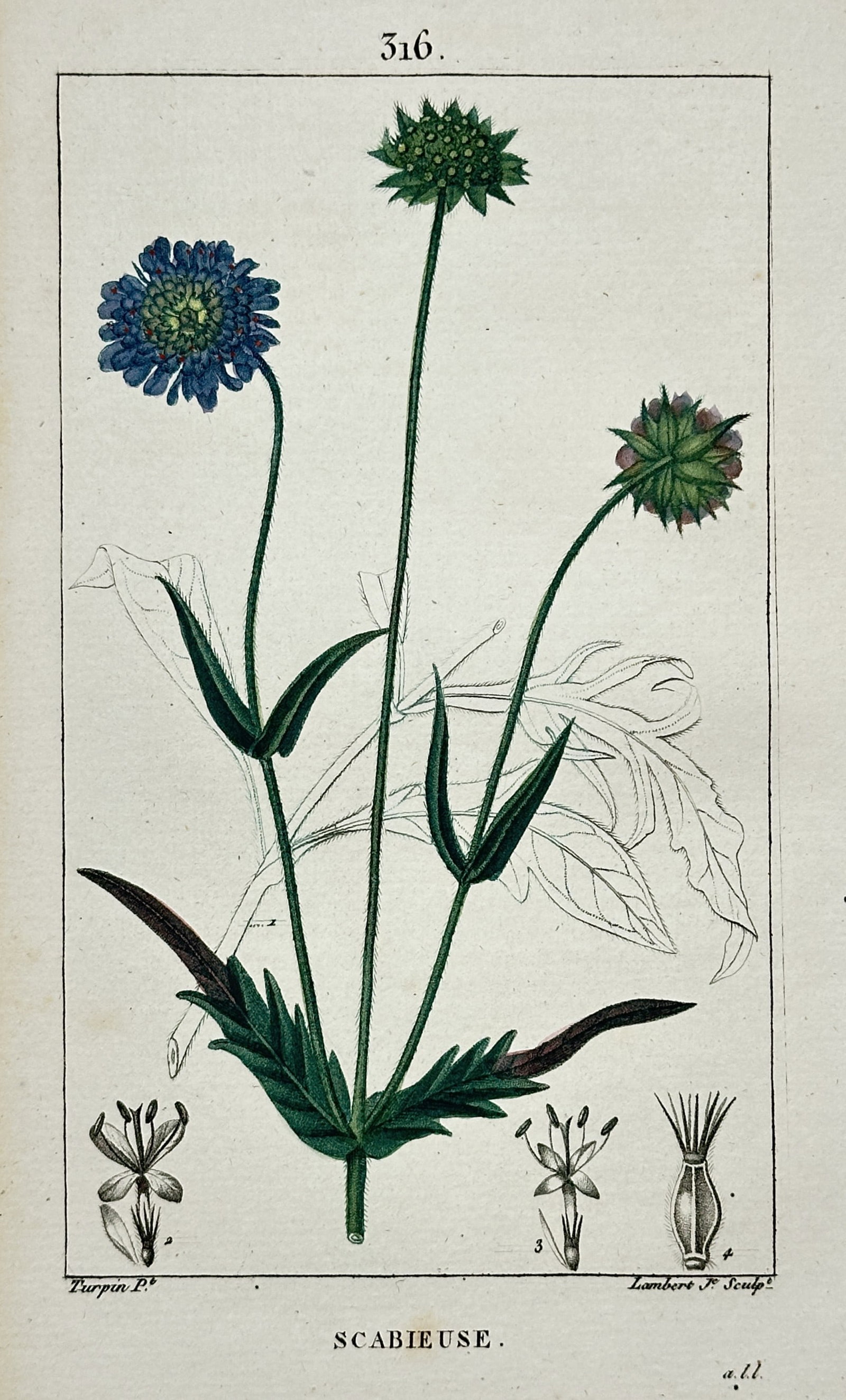 Pierre Jean François Turpin (1775-1840) – View of Scabious – Stipple engraving with: "Scabieuse" This botanical plate illustrates a Scabious plant, showing its slender stems topped with a blue pincushion-like flower and green buds, along with detailed dissections of the floral compone